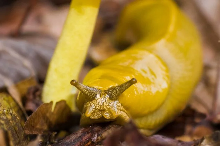 Close-up of a yellow, large land snail with two tentacles emerging from its head, moving across a forest floor with leaves and twigs.