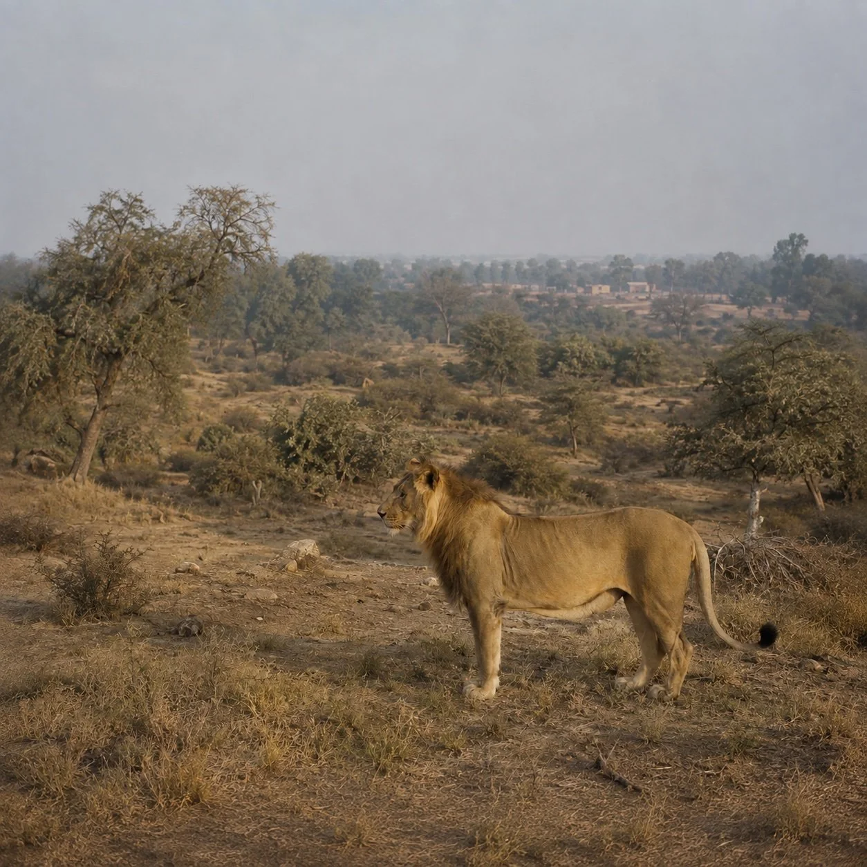 The Lions of Punjab