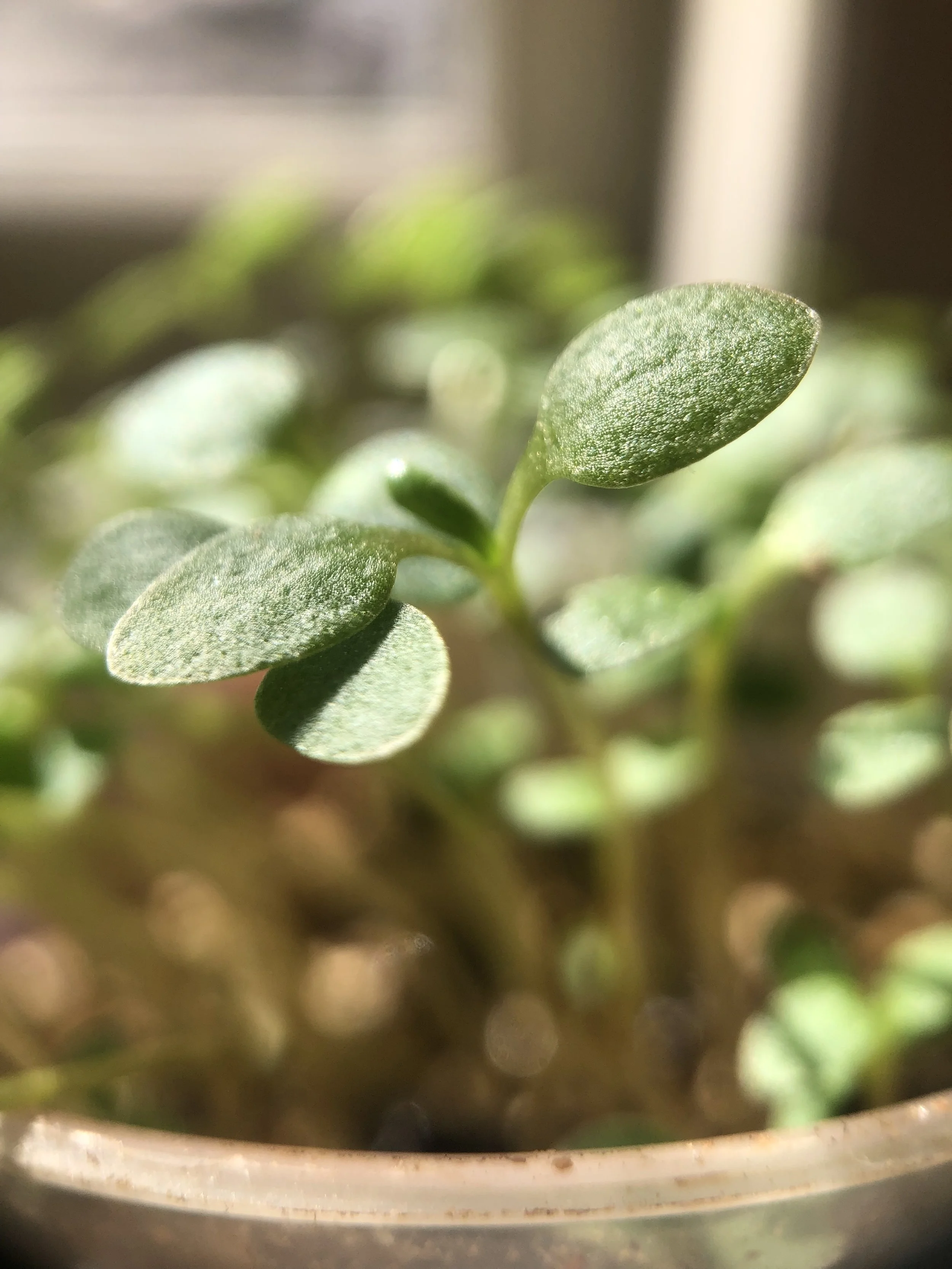 seedling.jpg