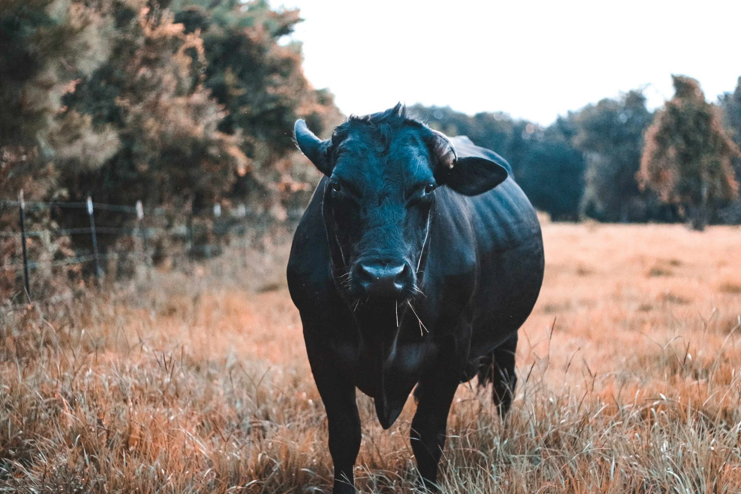 Pellets vs grain feed for cattle