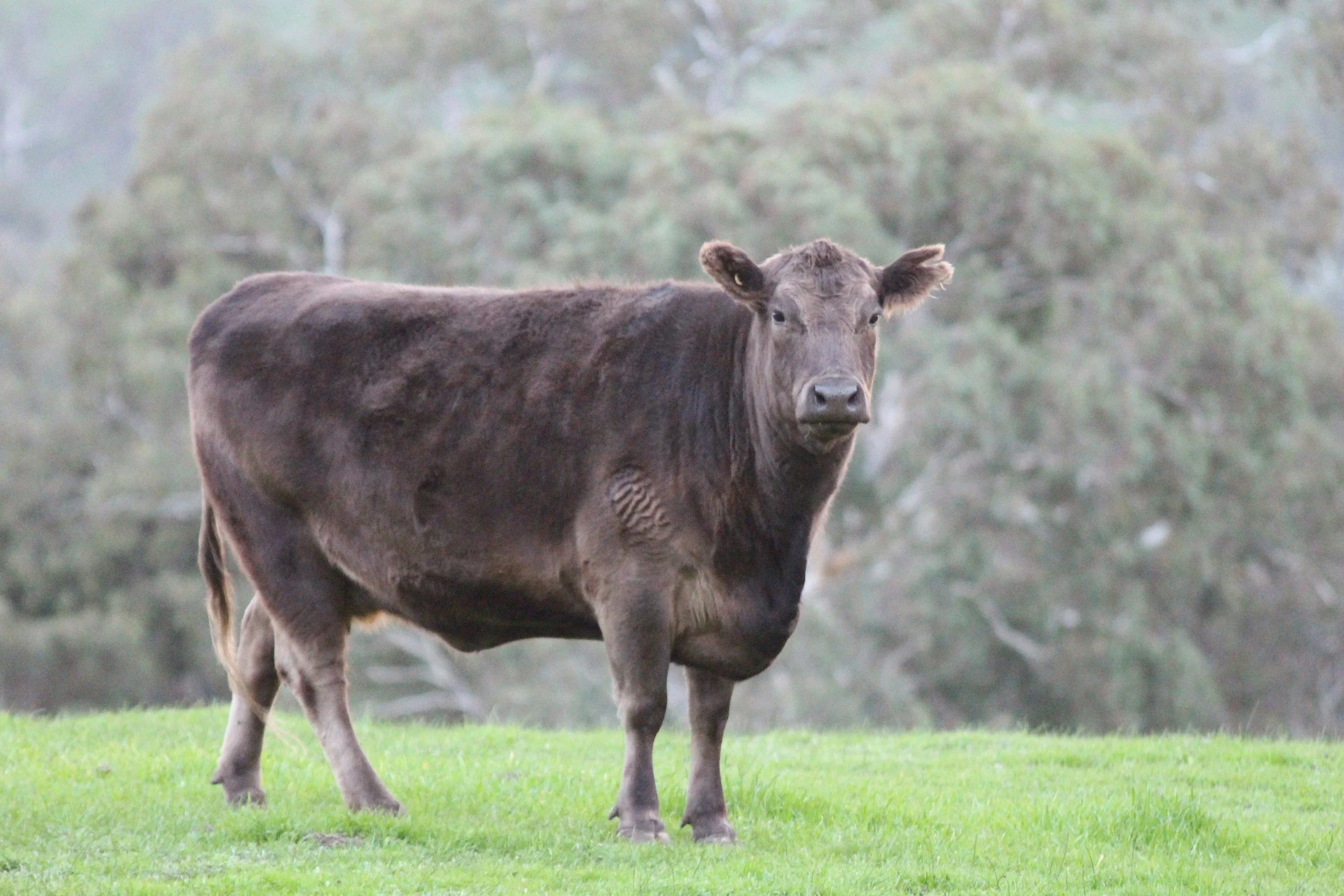 Best Bulk stockfeed options for farms