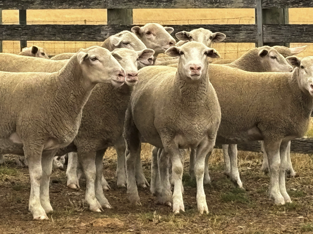 Lambs 6 weeks after using heywood stockfeeds balancer pellets