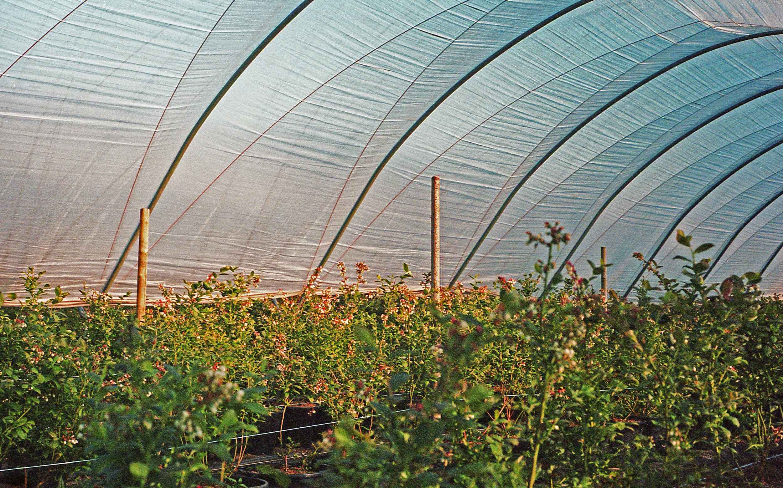 Interior of a Poly Tunnel from Kings Bromley. Shot on colour film by Charlie Allanson-Smith.