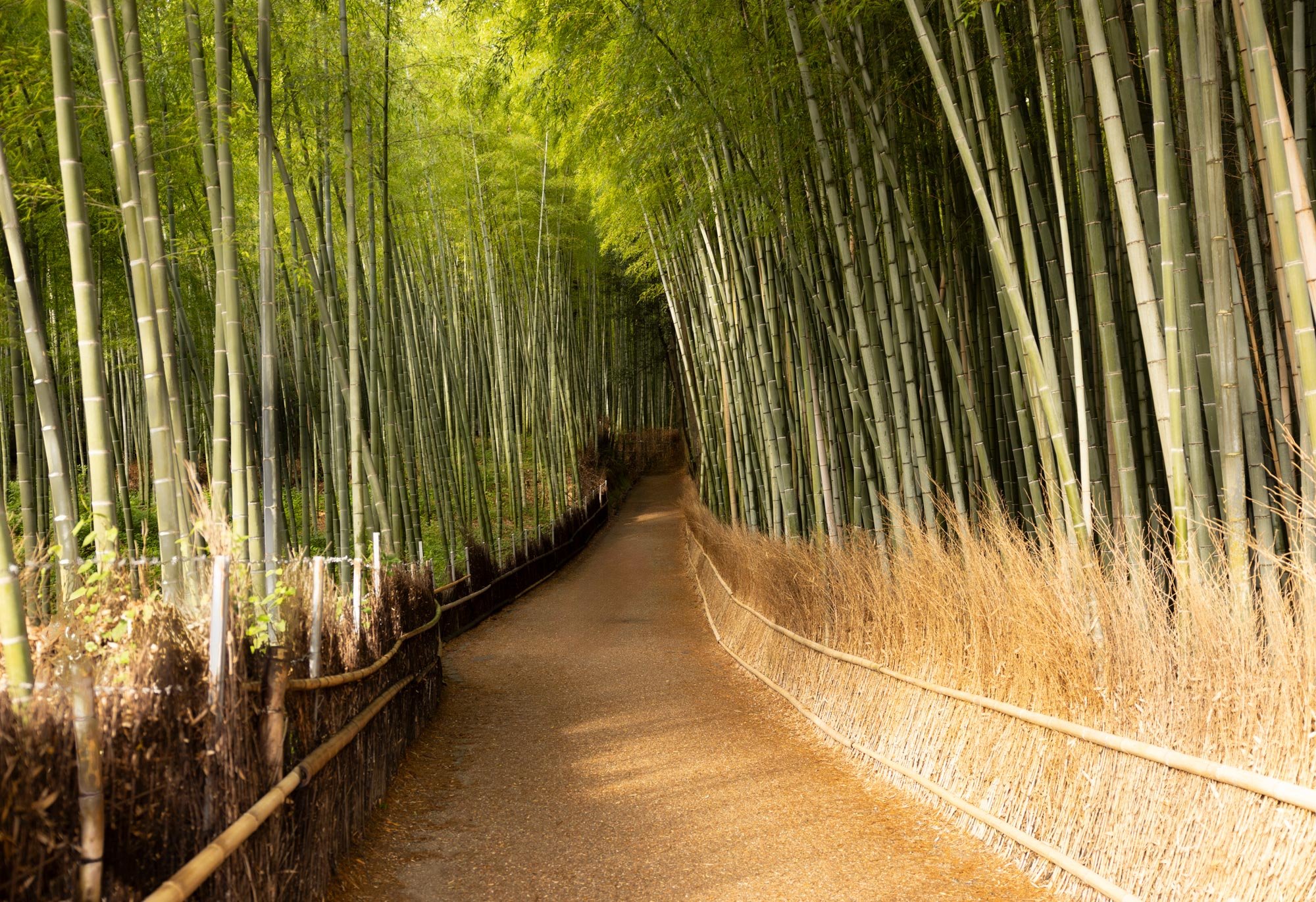 Dawn in Arashiyama bamboo forest
Limited Edition of 20 signed prints. Please check available stock.