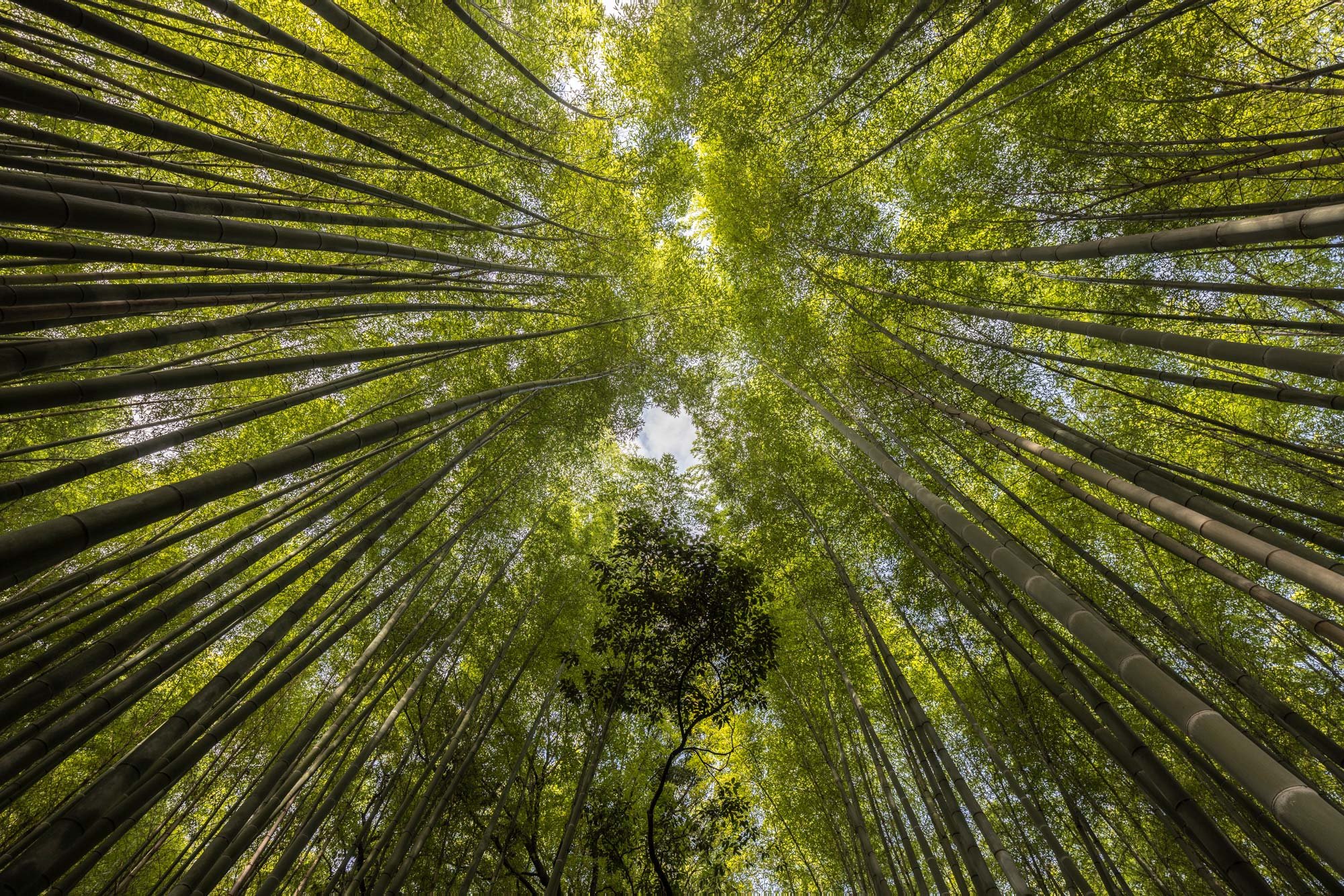 Dawn in Arashiyama bamboo forest
Limited Edition of 20 signed prints. Please check available stock.