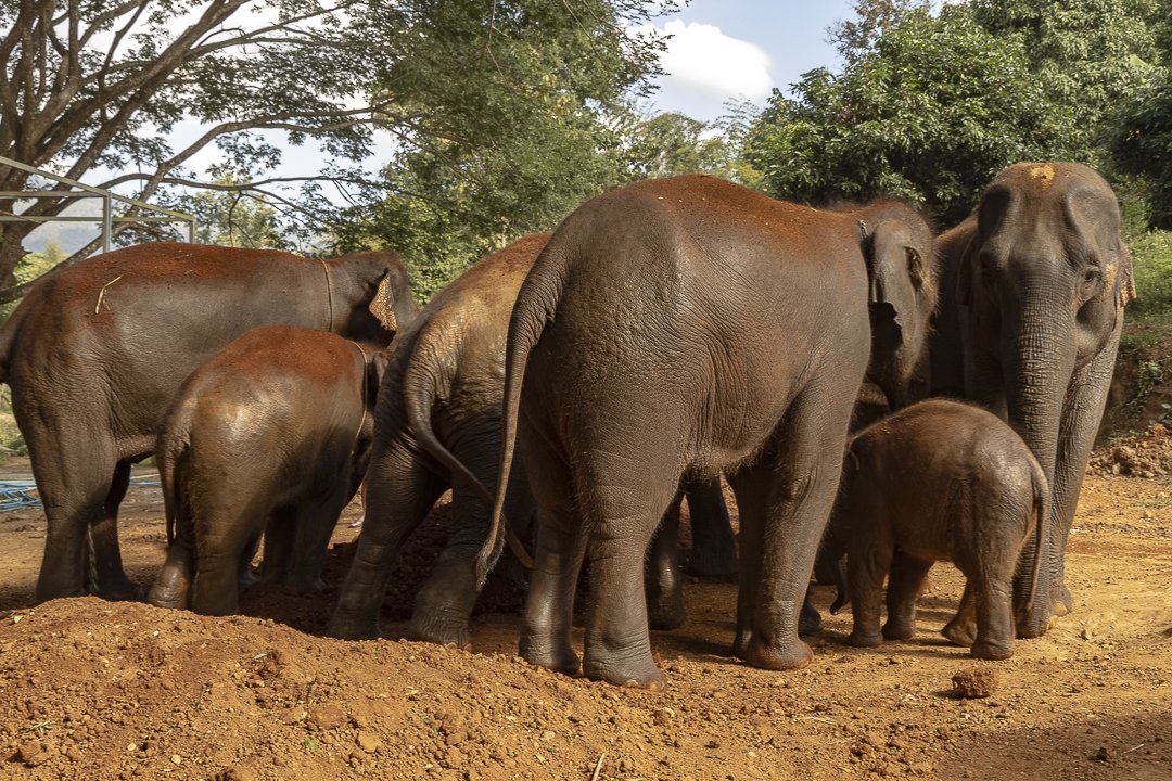 Six elephants.
Limited Edition of 20 signed prints. Please check available stock.