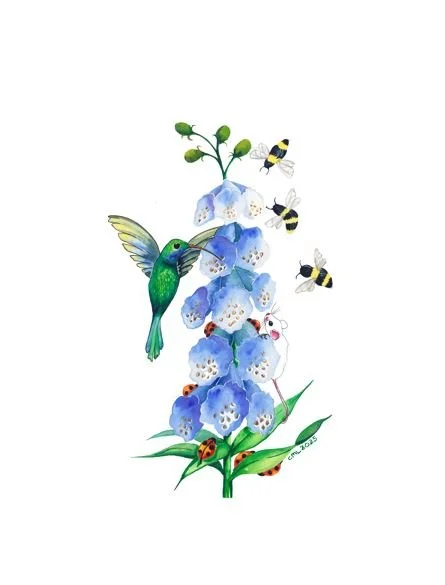 Hummingbird on blue foxgloves