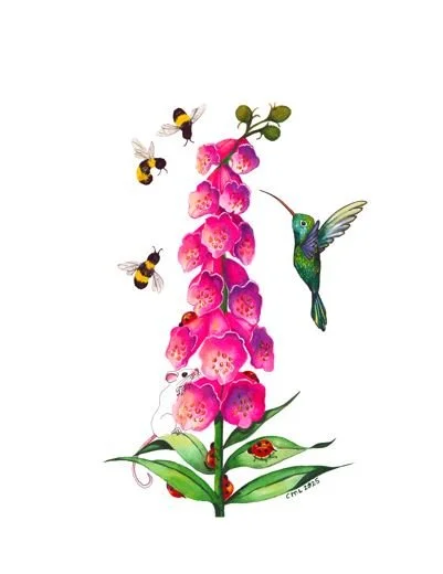 Hummingbird on pink foxgloves