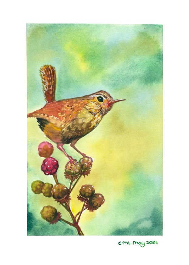 Wren on brambles