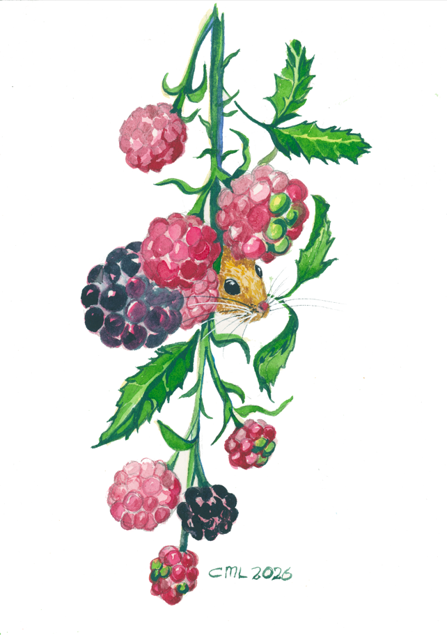 Mouse peeping through red bramble berries