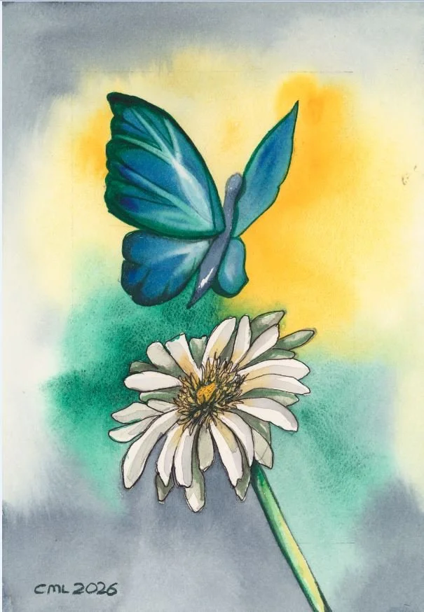 Blue butterfly on daisy.JPG