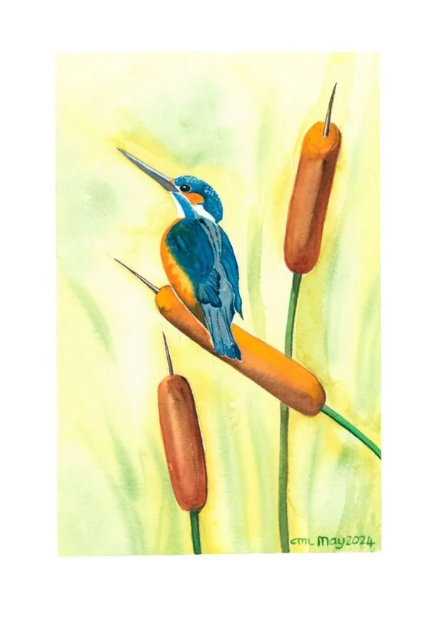 Kingfisher in bullrushes