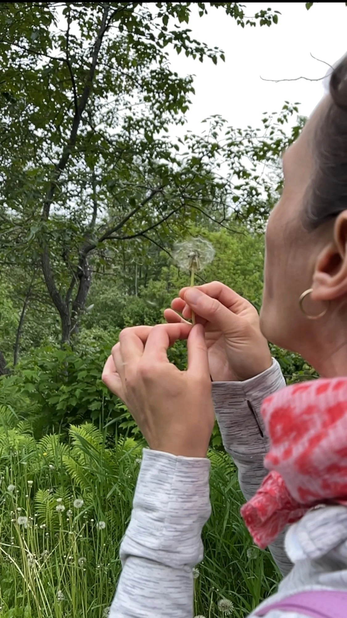 A Trip to Gaspésie… and Dandelions!