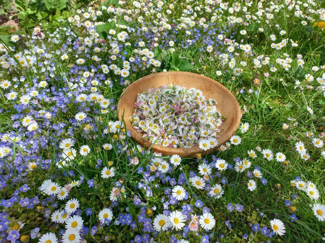 Kräuterworkshop: Frühlingskräuter und Wurzeln