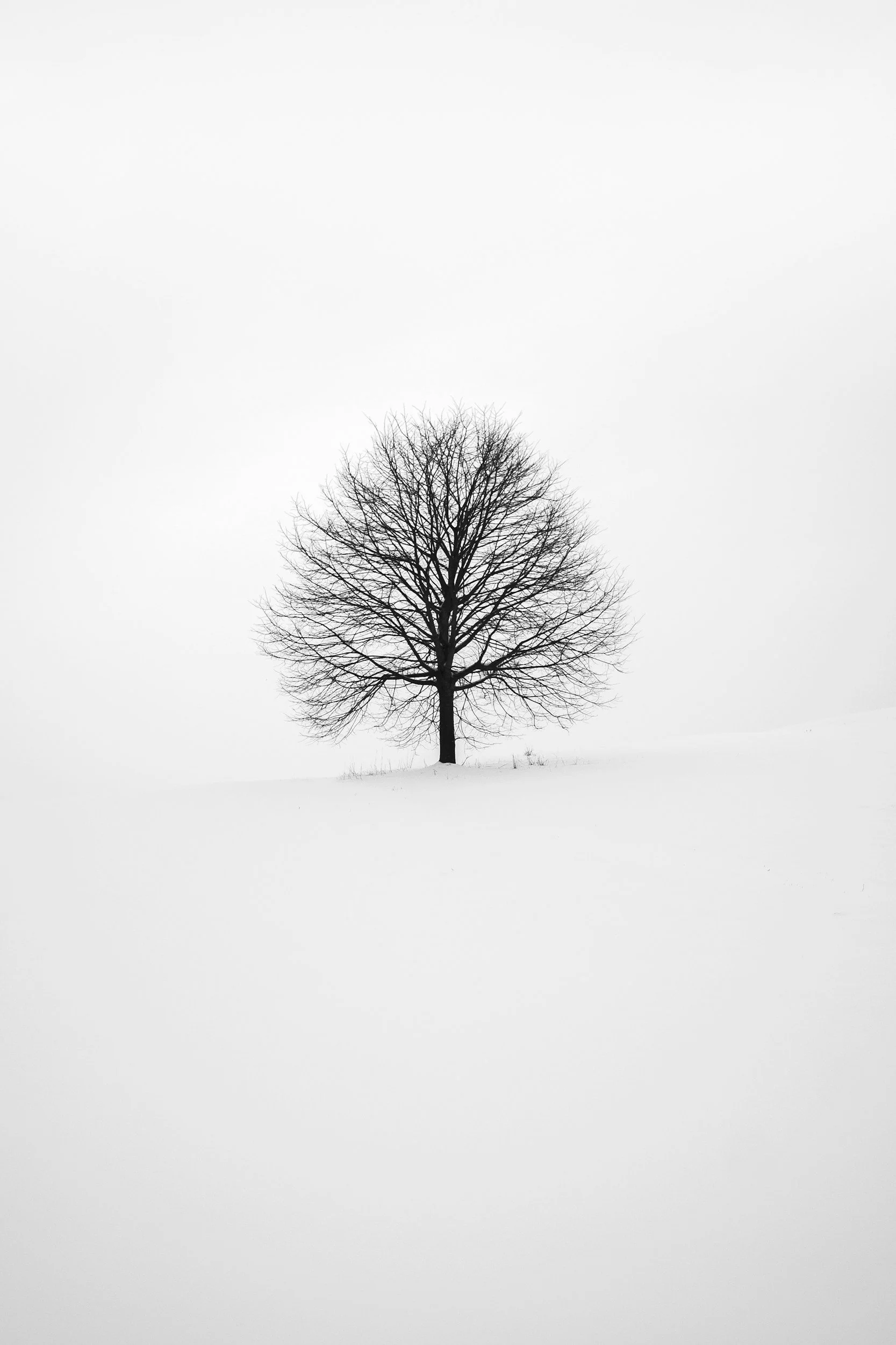 Lone tree in a snowy landscape with a minimalist winter setting.