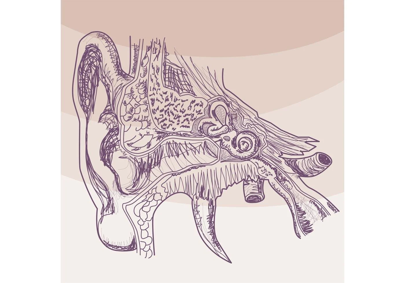 Sudden Hearing Loss: Why Same-Day Assessment Matters