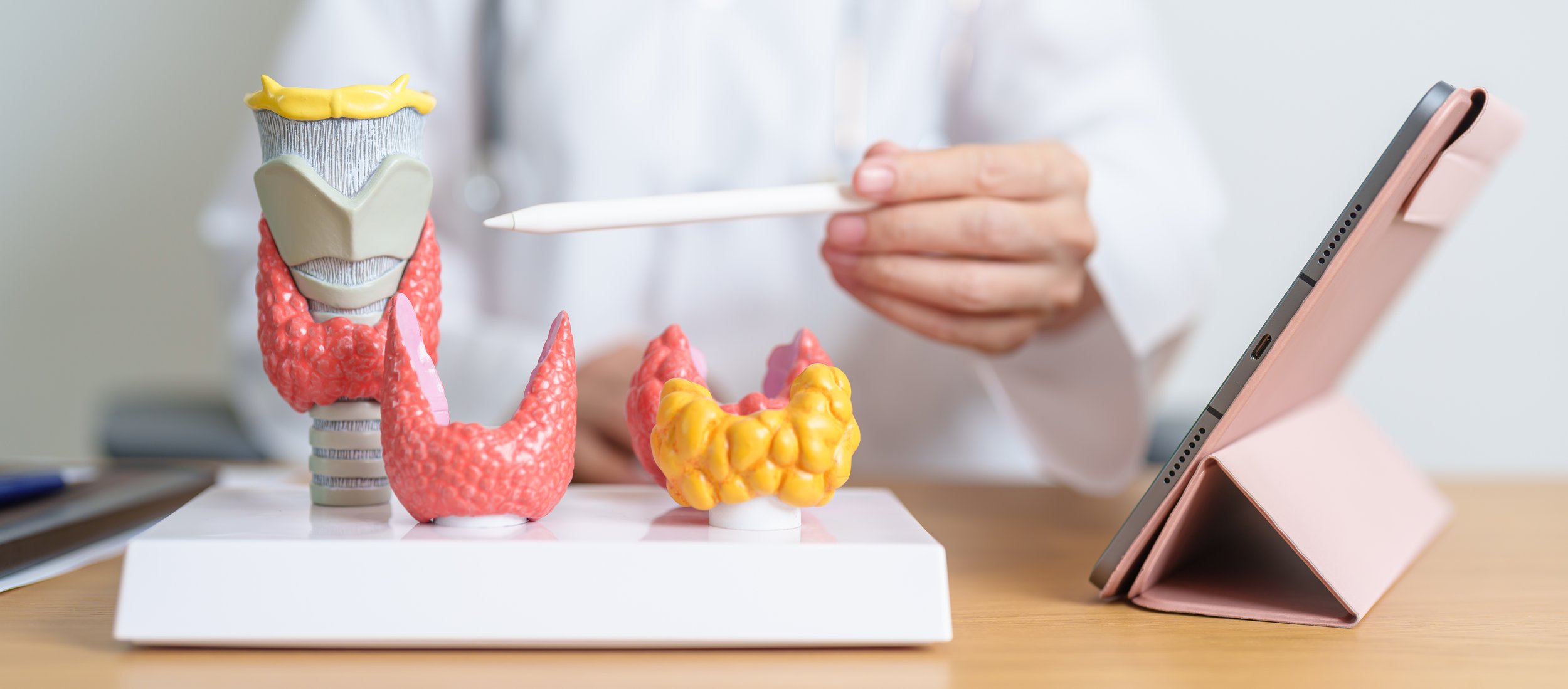 Parathyroid Adenoma: What It Means, How It Is Found and When It Needs Surgery