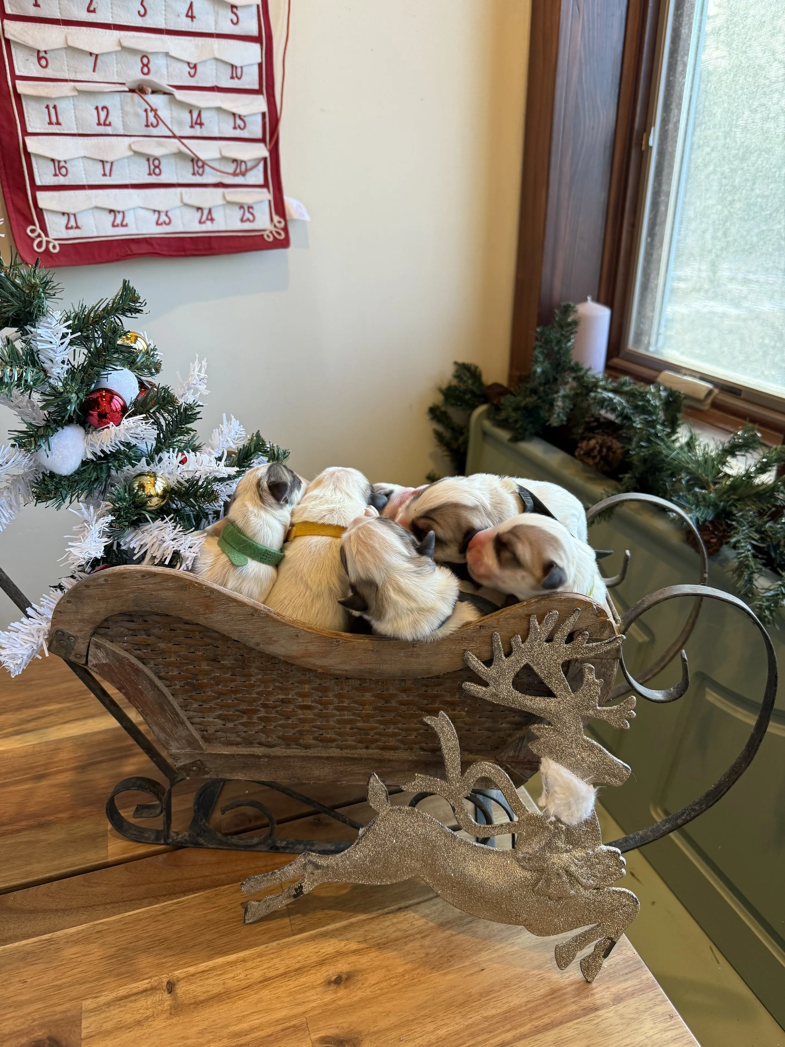 December Volunteer Day