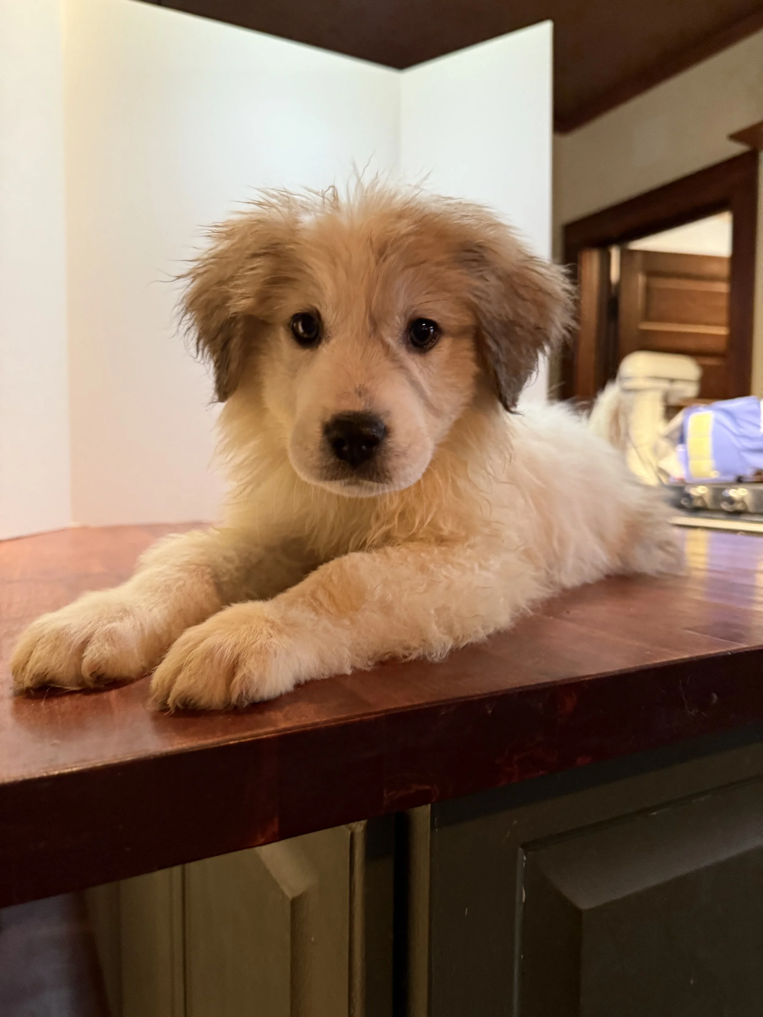 Persephone (Ms. Lime Green) - SOLD