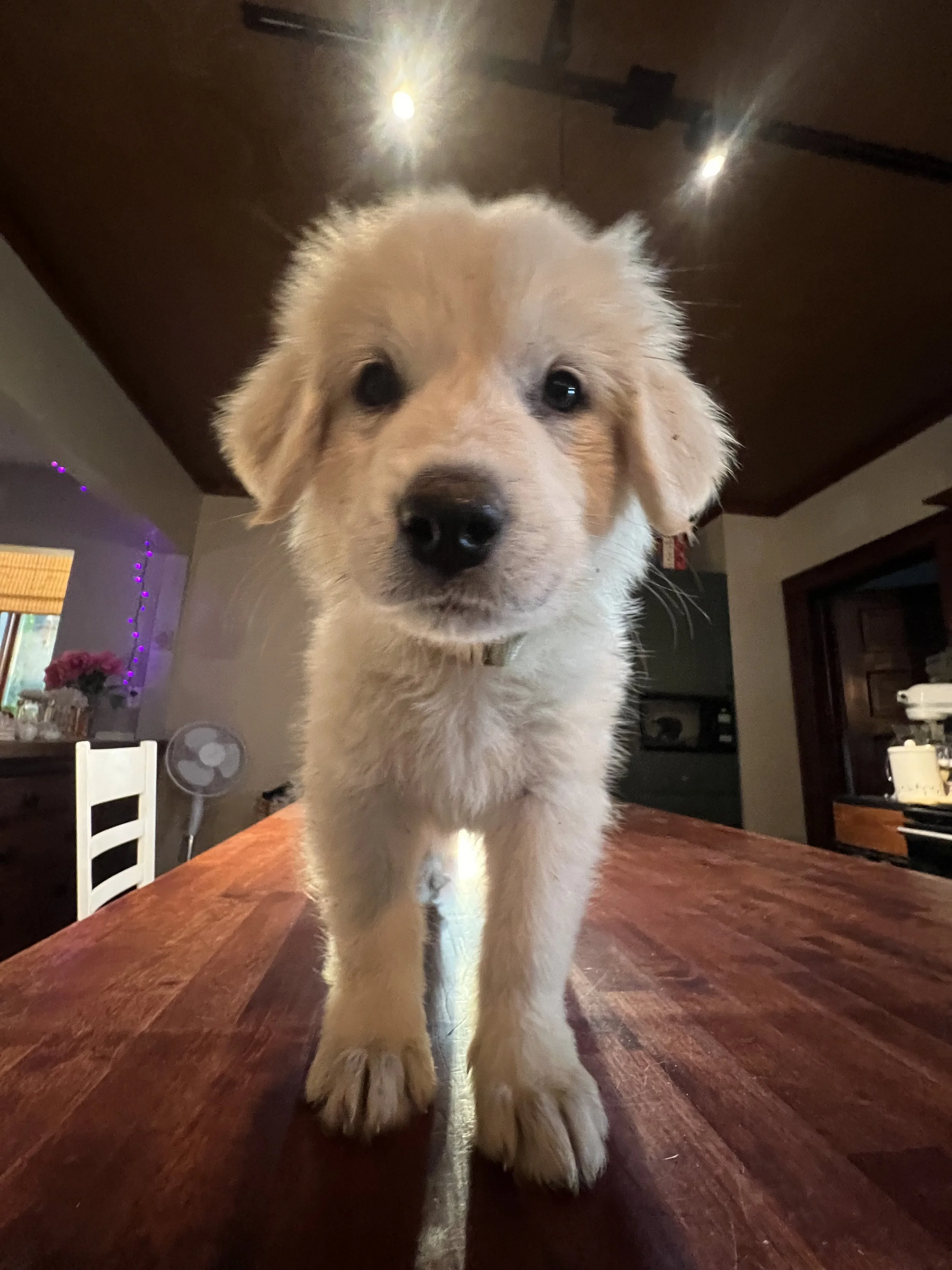 Ms. Lime Green (Agnes) - SOLD