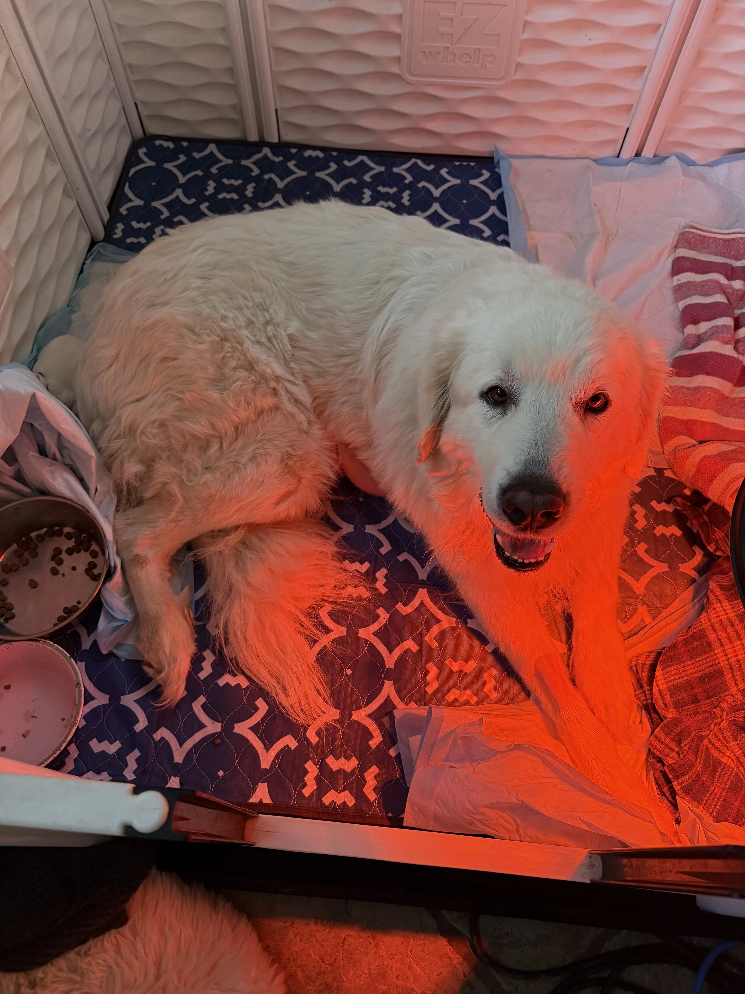 Adelaide and her puppies October 18th
