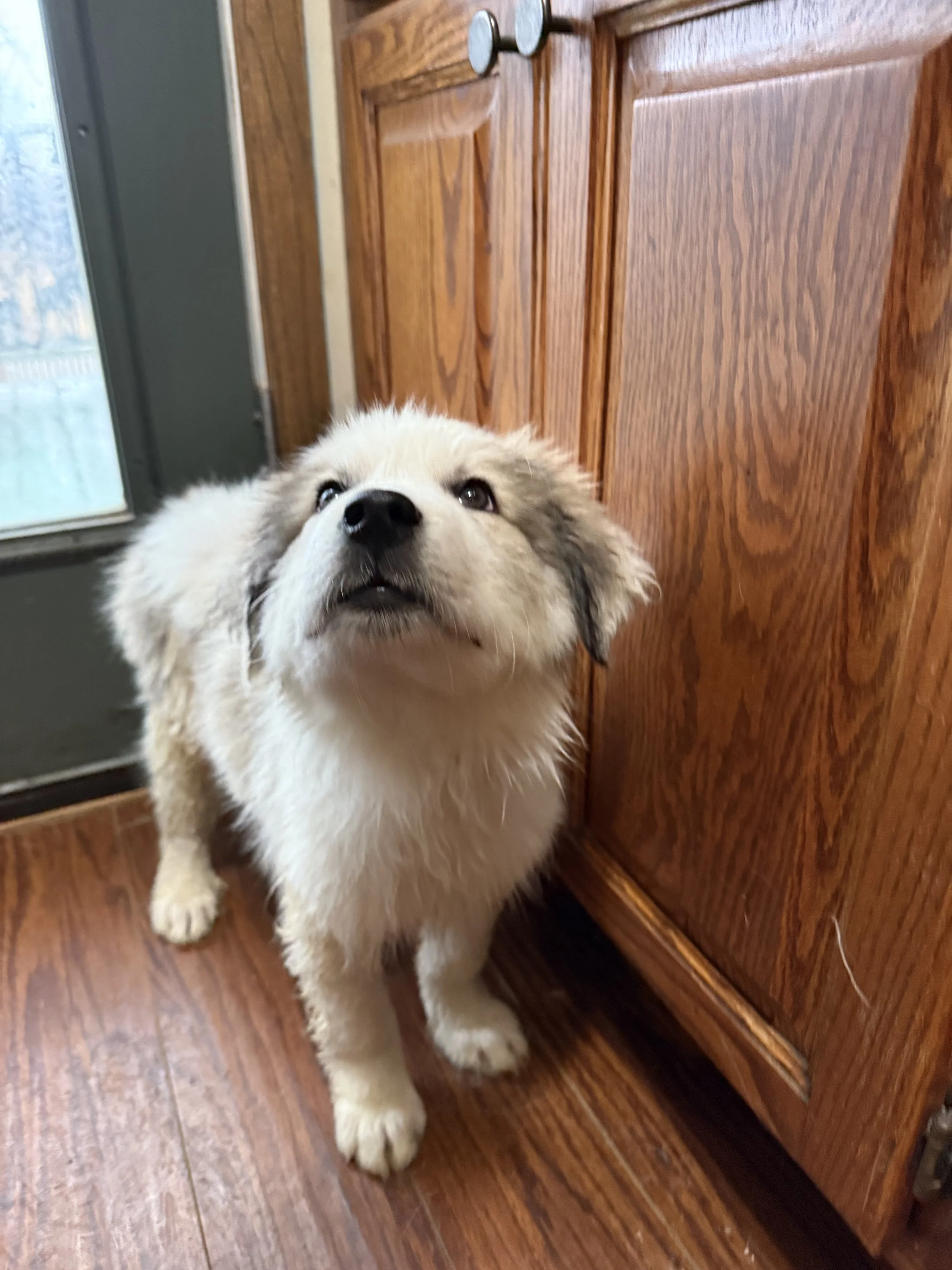 Mr. Light Blue (SOLD)