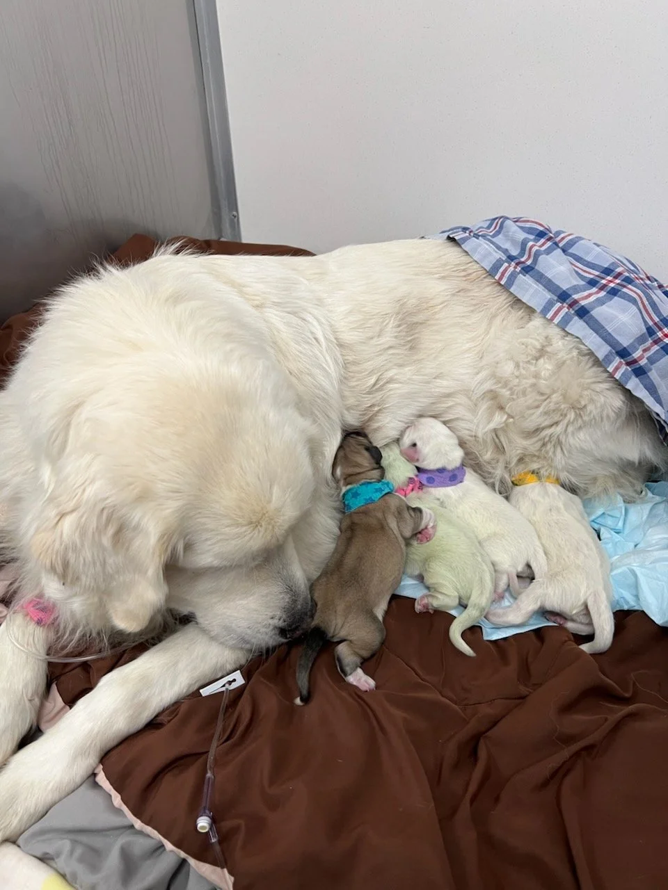 Adelaide and her puppies