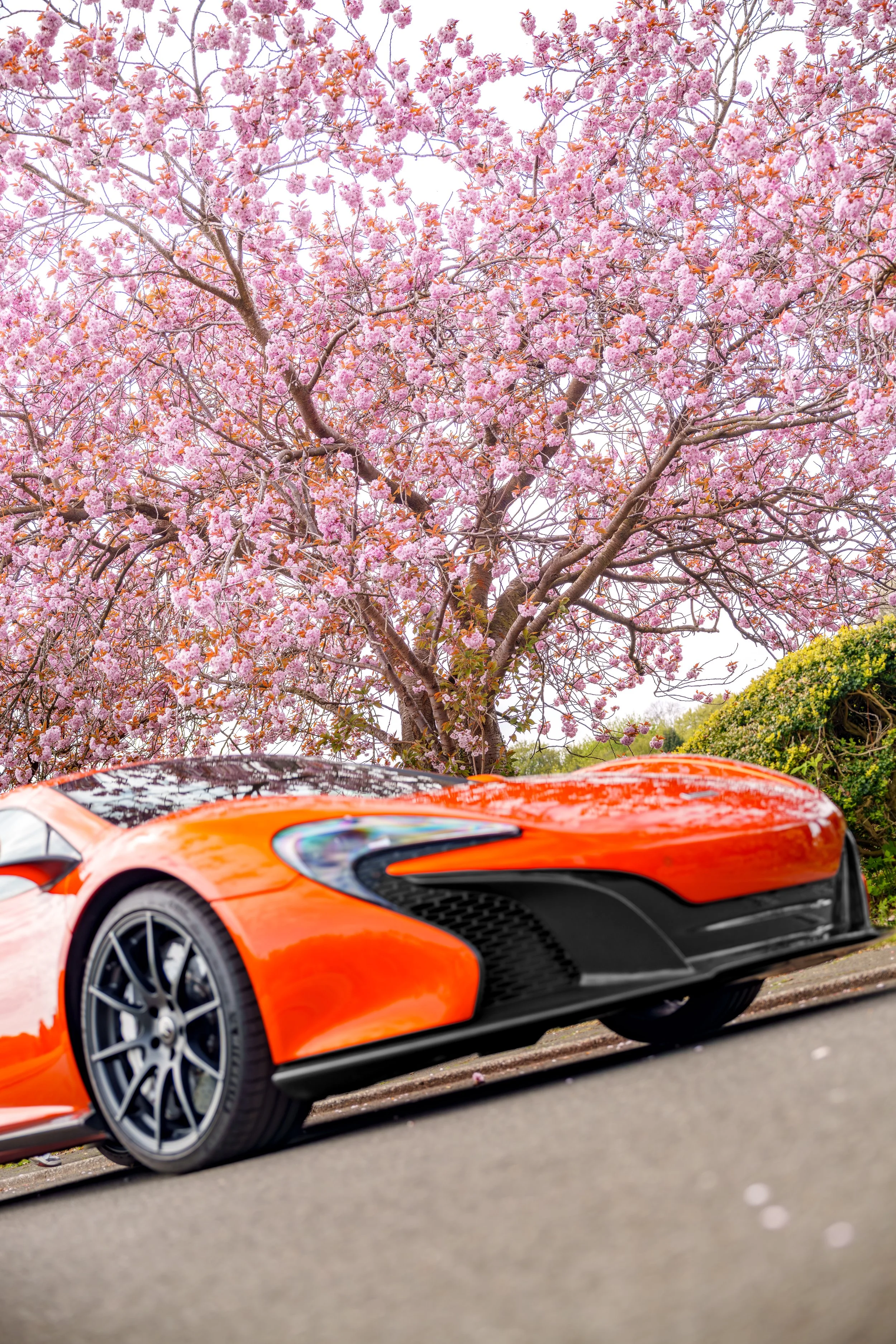 Mclaren_650s_cherry_blossoms_small-29.jpg