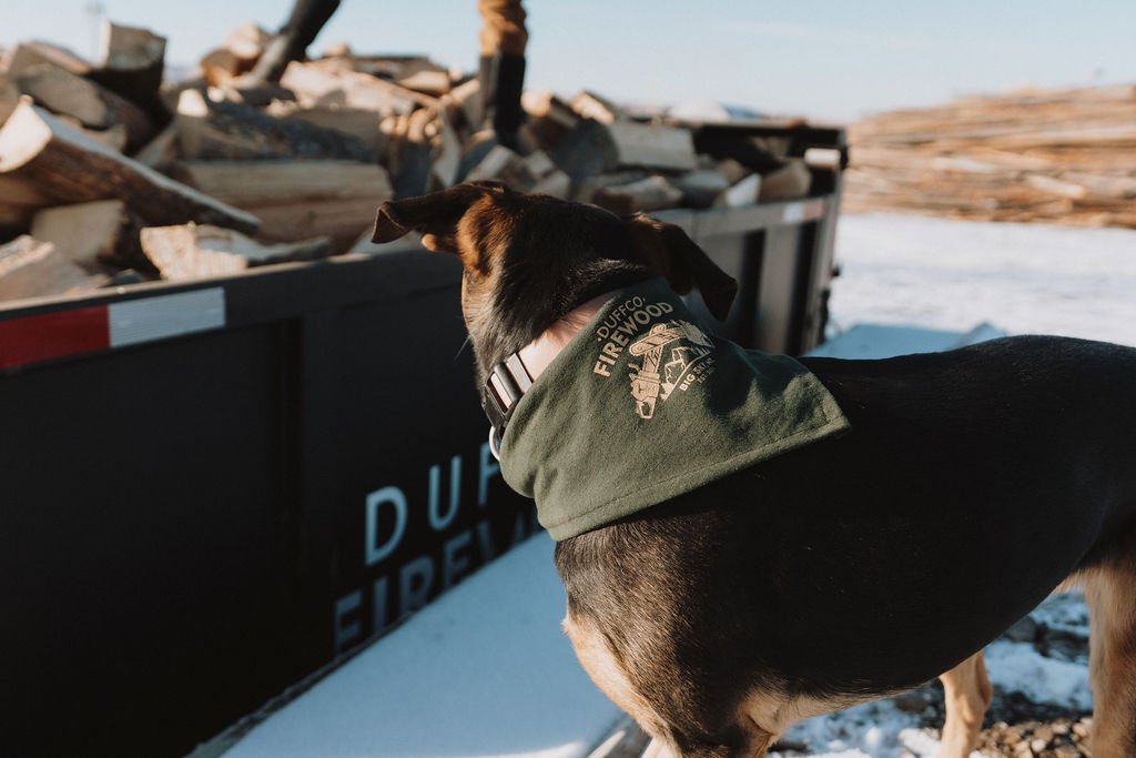 Bella (dog) wearing a Duffco Firewood bandana looking at a pile of firewood stacked in a trailer.