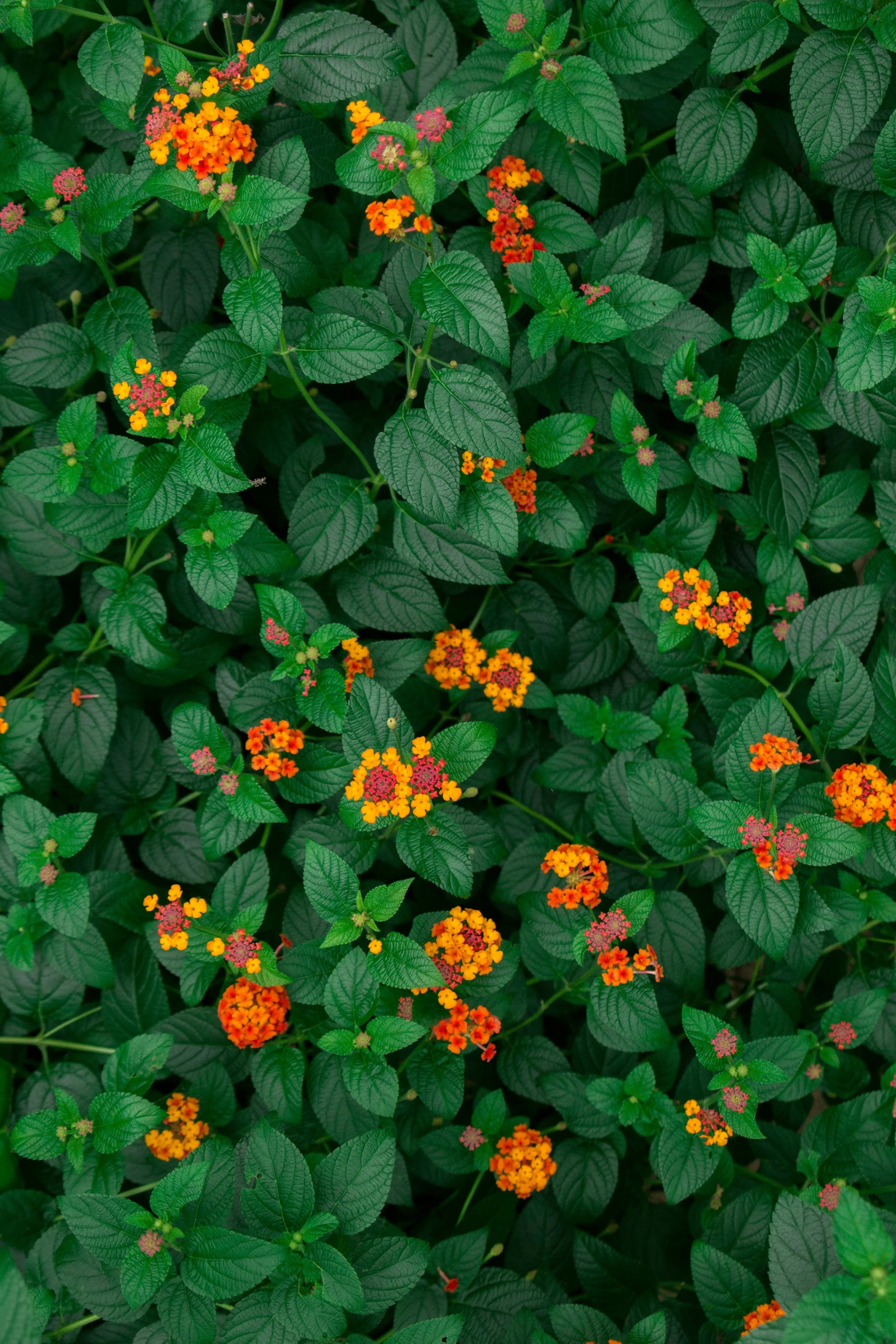 Life Writing: Explore Your Lived Experience in Prose