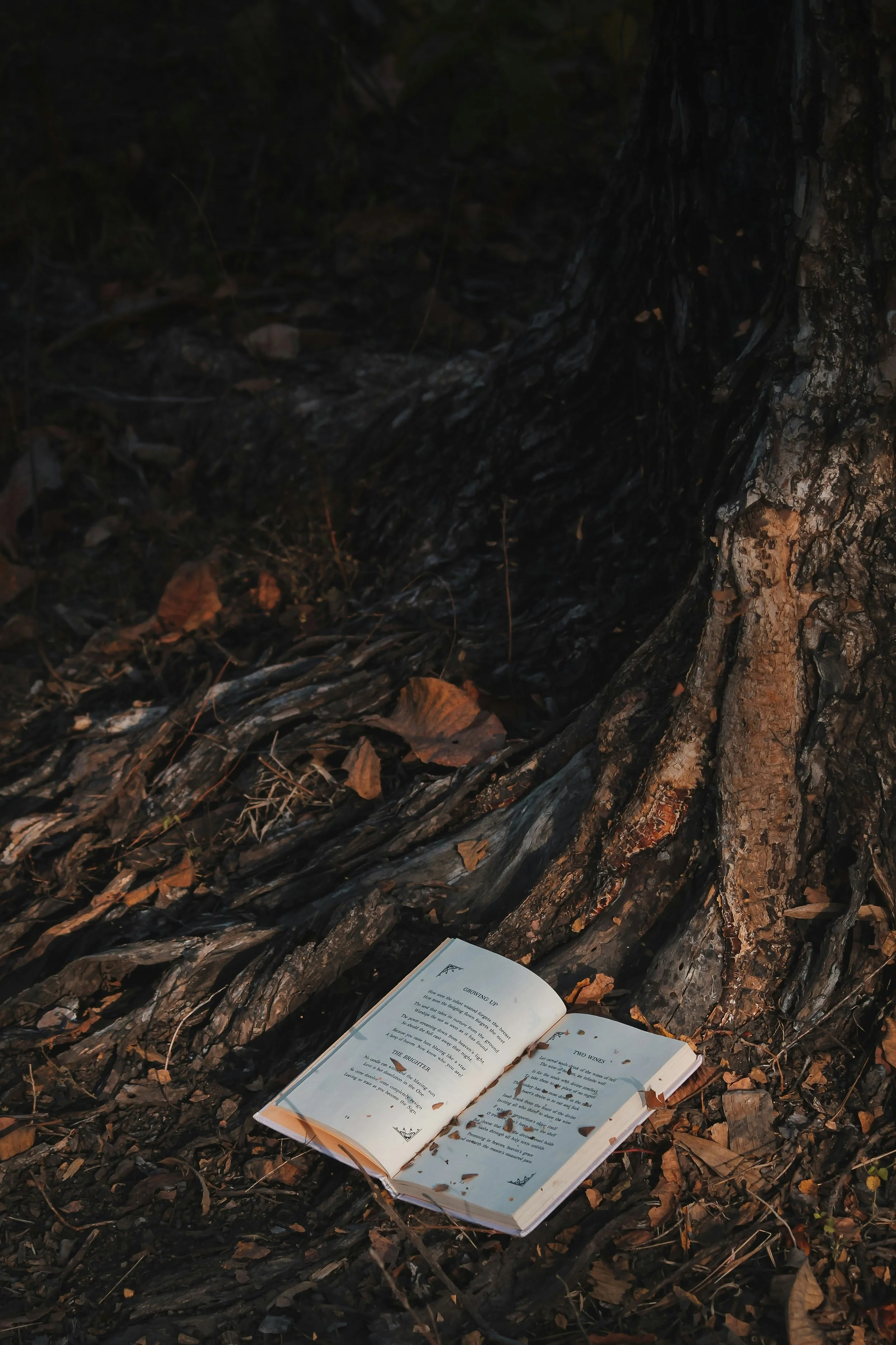 book lying on tree roots