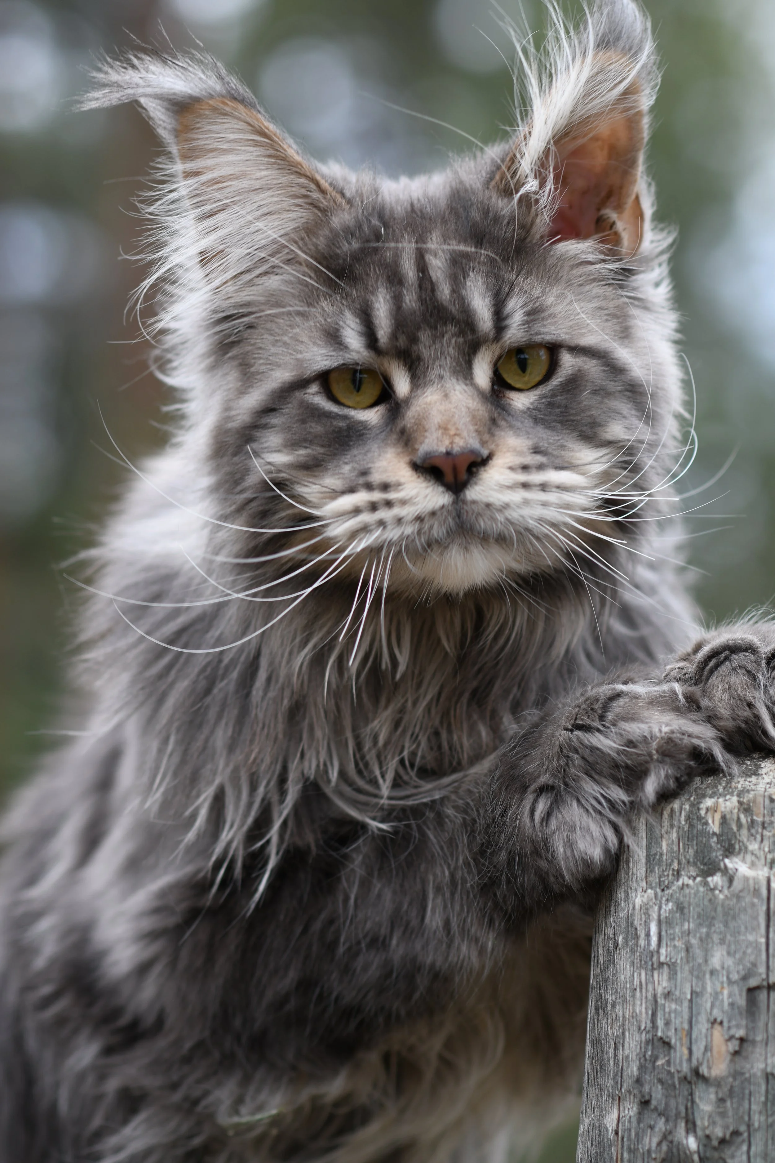 Close-up of a gray tabby cat with yellow-green eyes sitting next to a wooden post outdoors.