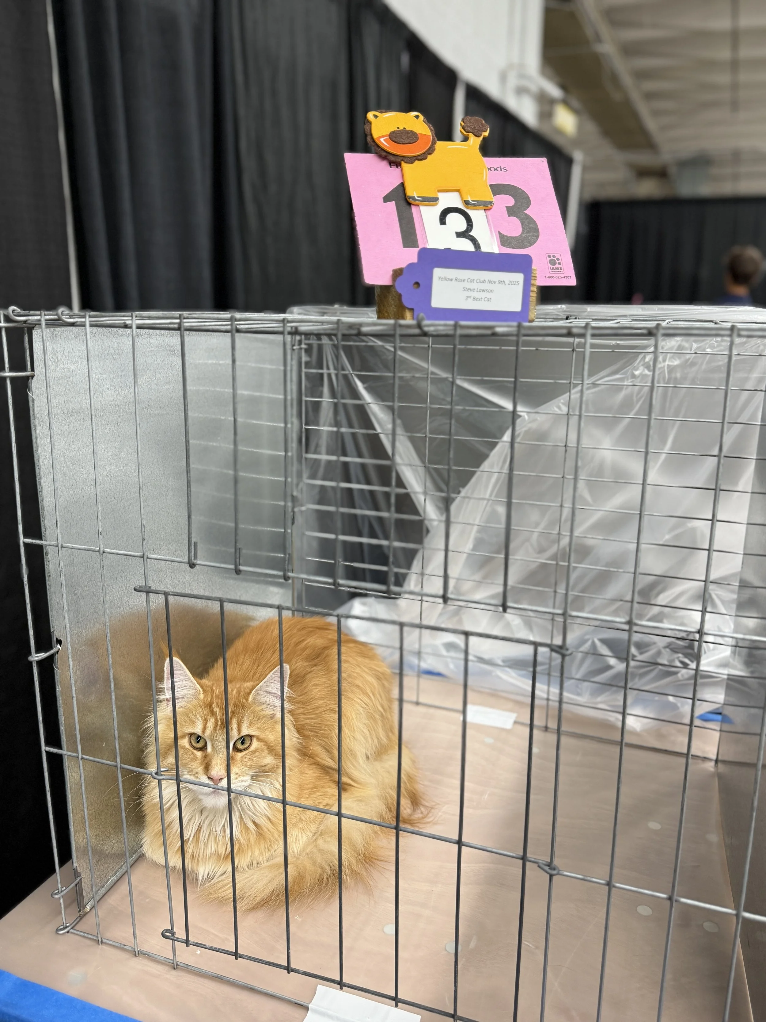 Euro Style Wins Twice (All Breeds) out of 43 other cats!