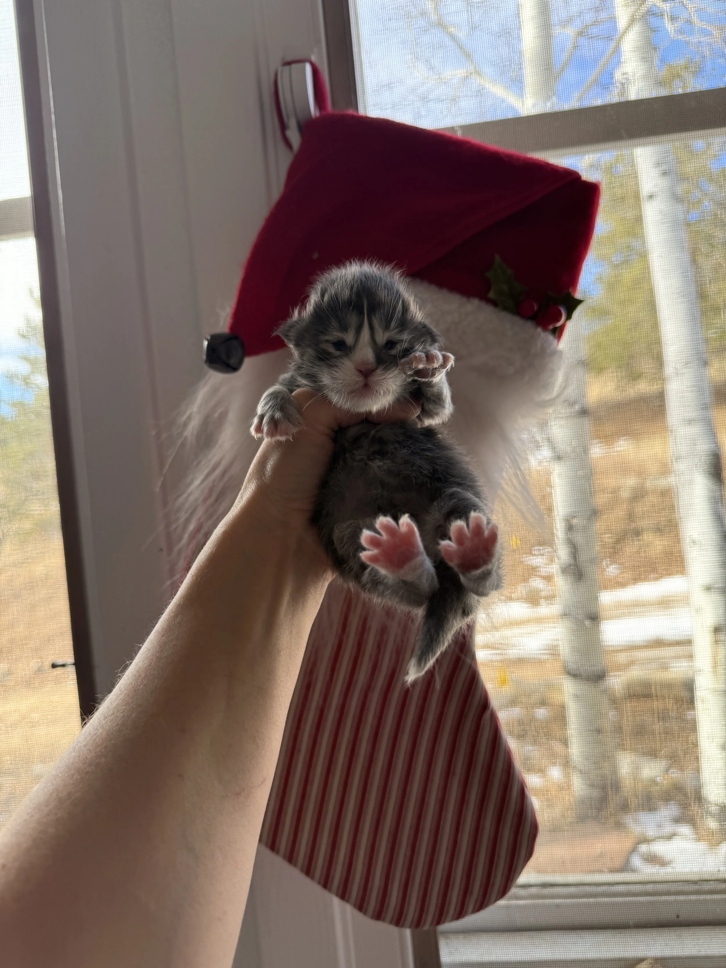 Welcome to ‘E’ Litter 