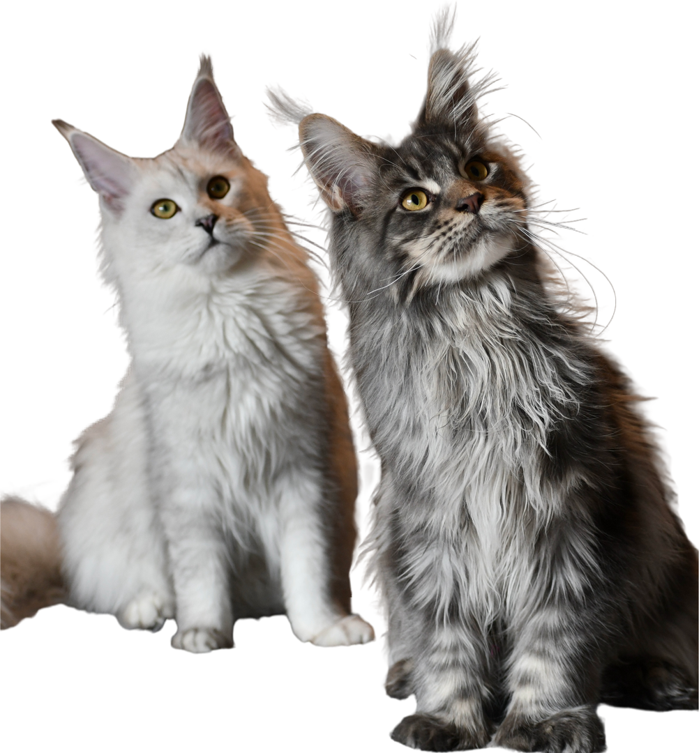 Kittens on the Horizon! 