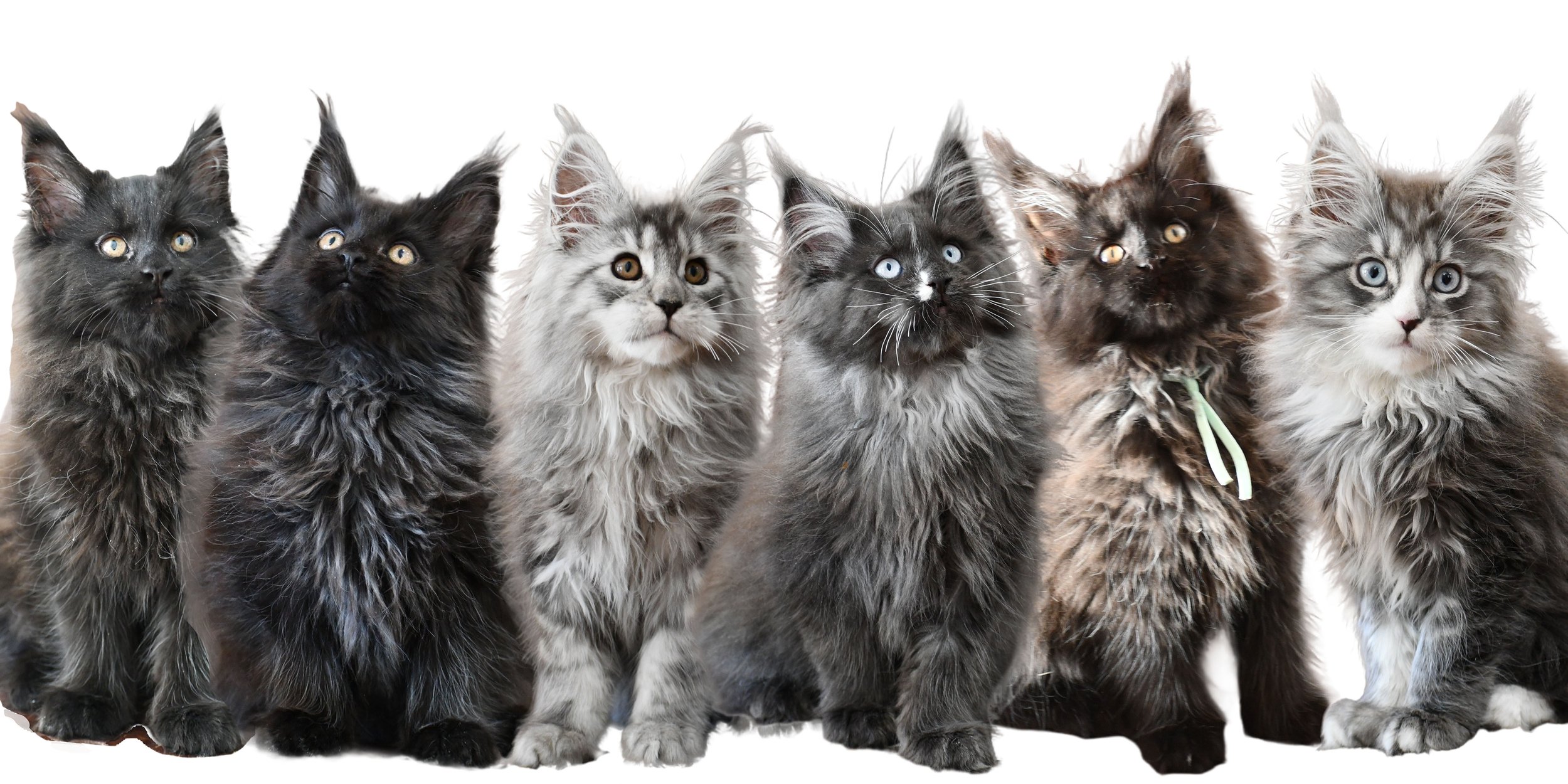 Saying Goodbye to ‘E’ Litter 