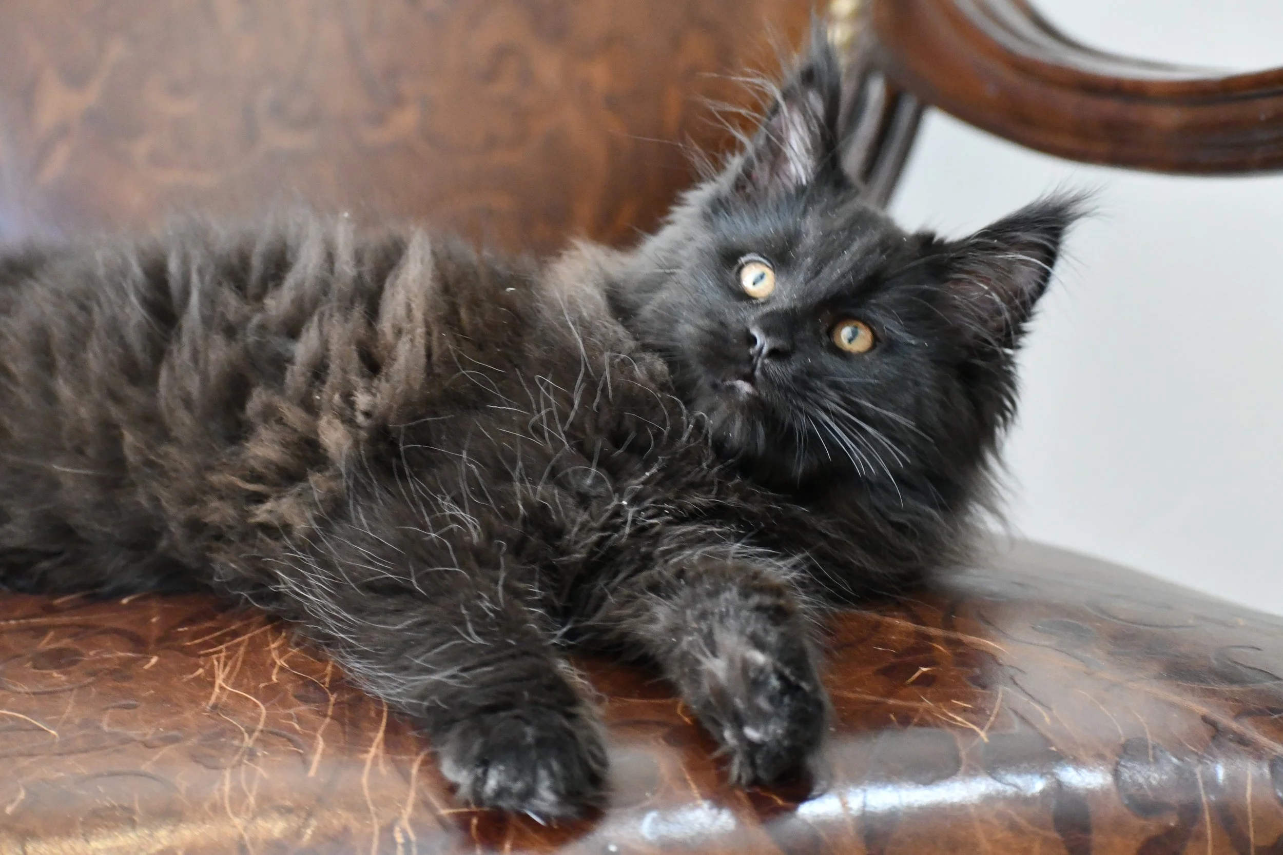 Gigi is still Available 