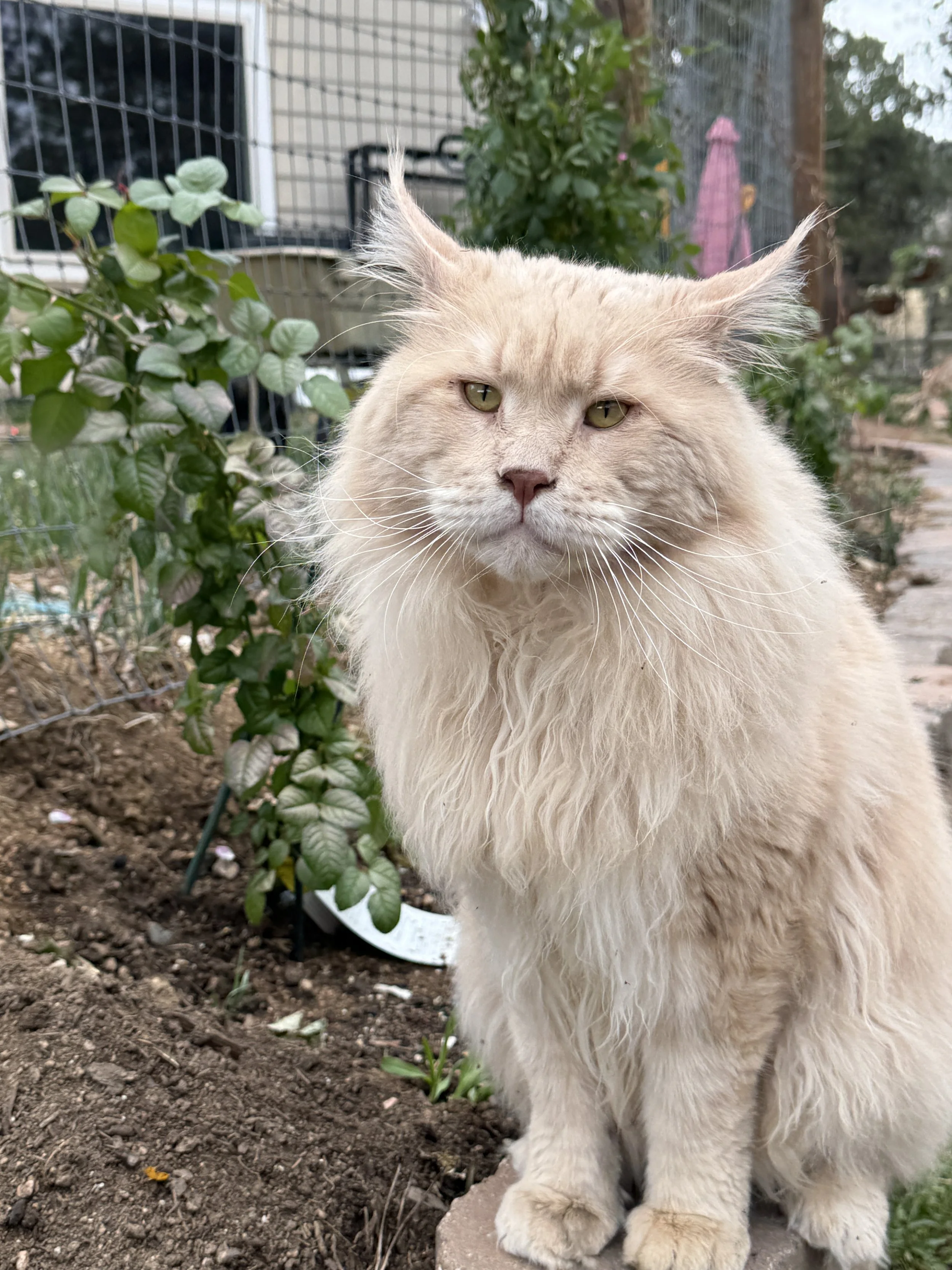 Welcome to King Esik of Finest Felines 