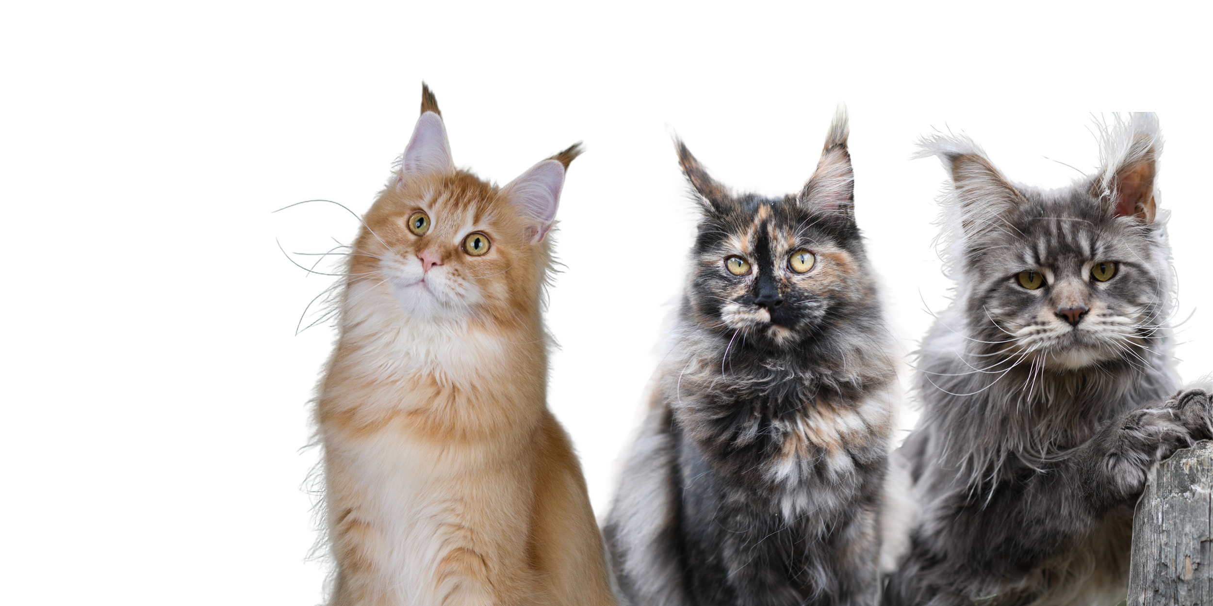 How to Choose a Reputable Maine Coon Breeder: A Guide from Omega Maine Coons