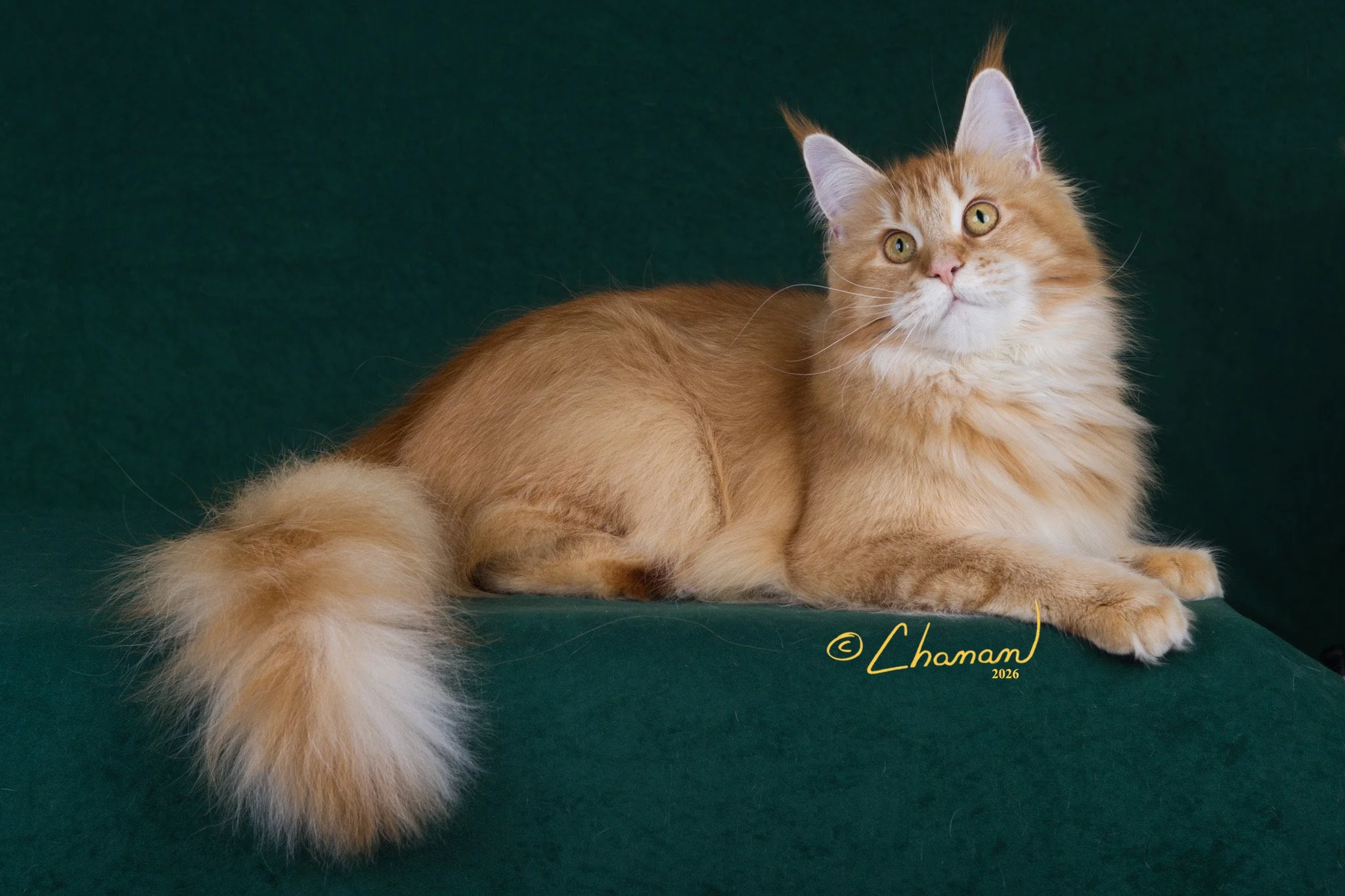 Why Choosing a Show Cattery Is One of the Best Ways to Find a Reputable Maine Coon Breeder