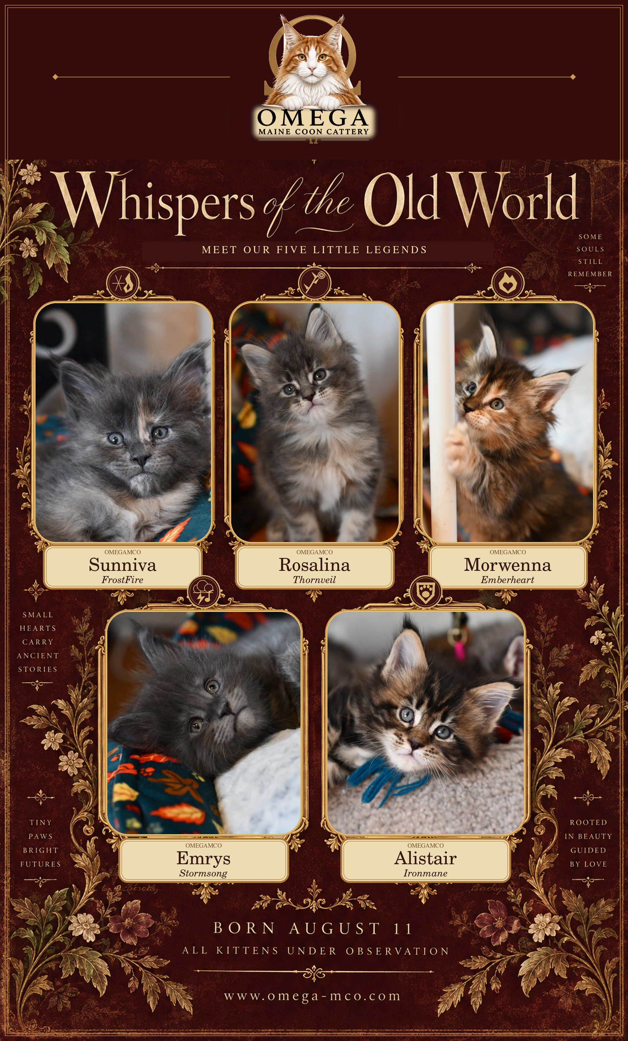Colorado Maine Coon Kittens: Whispers of the Old World | Omega Maine Coons