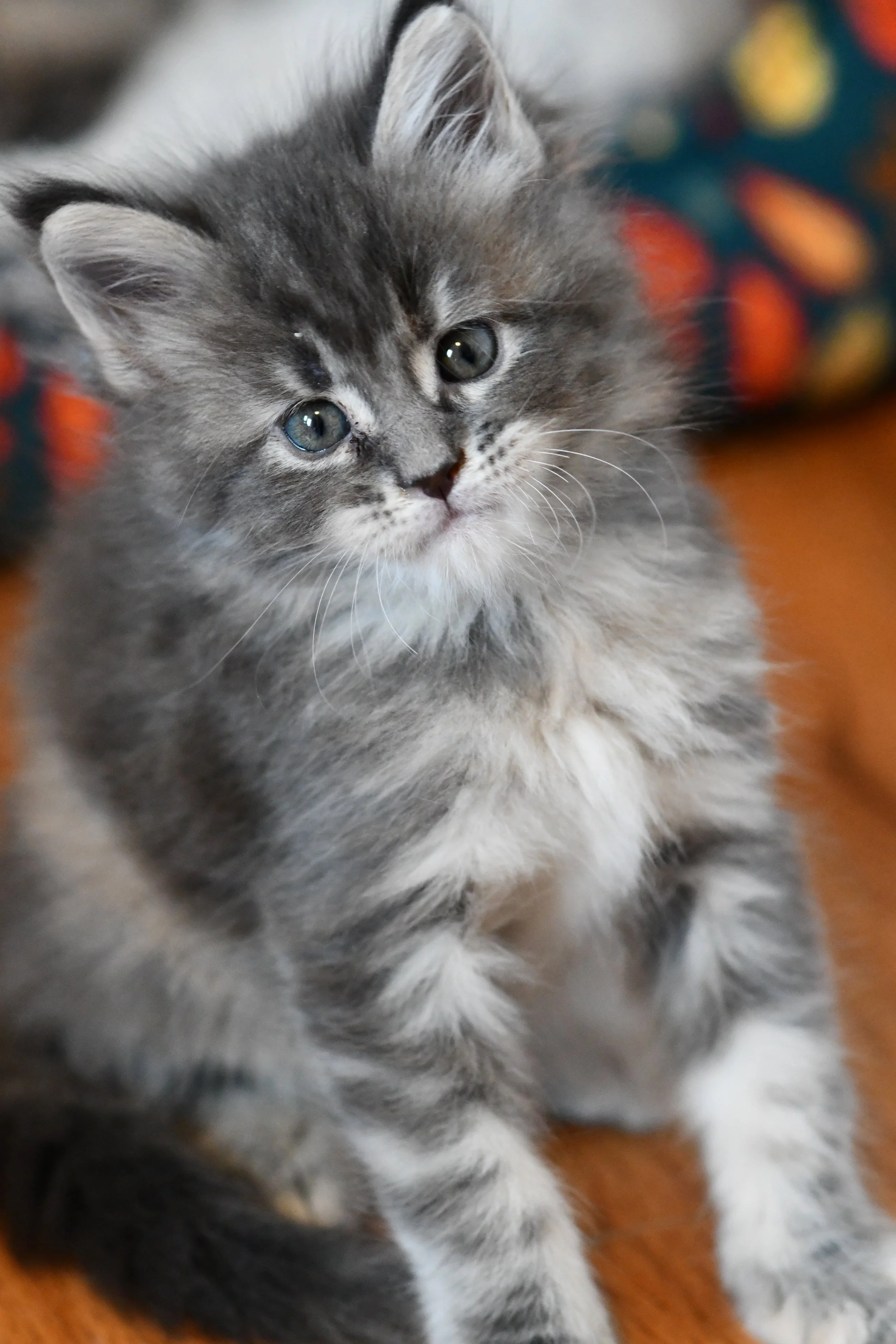 DSC_5337.JPG