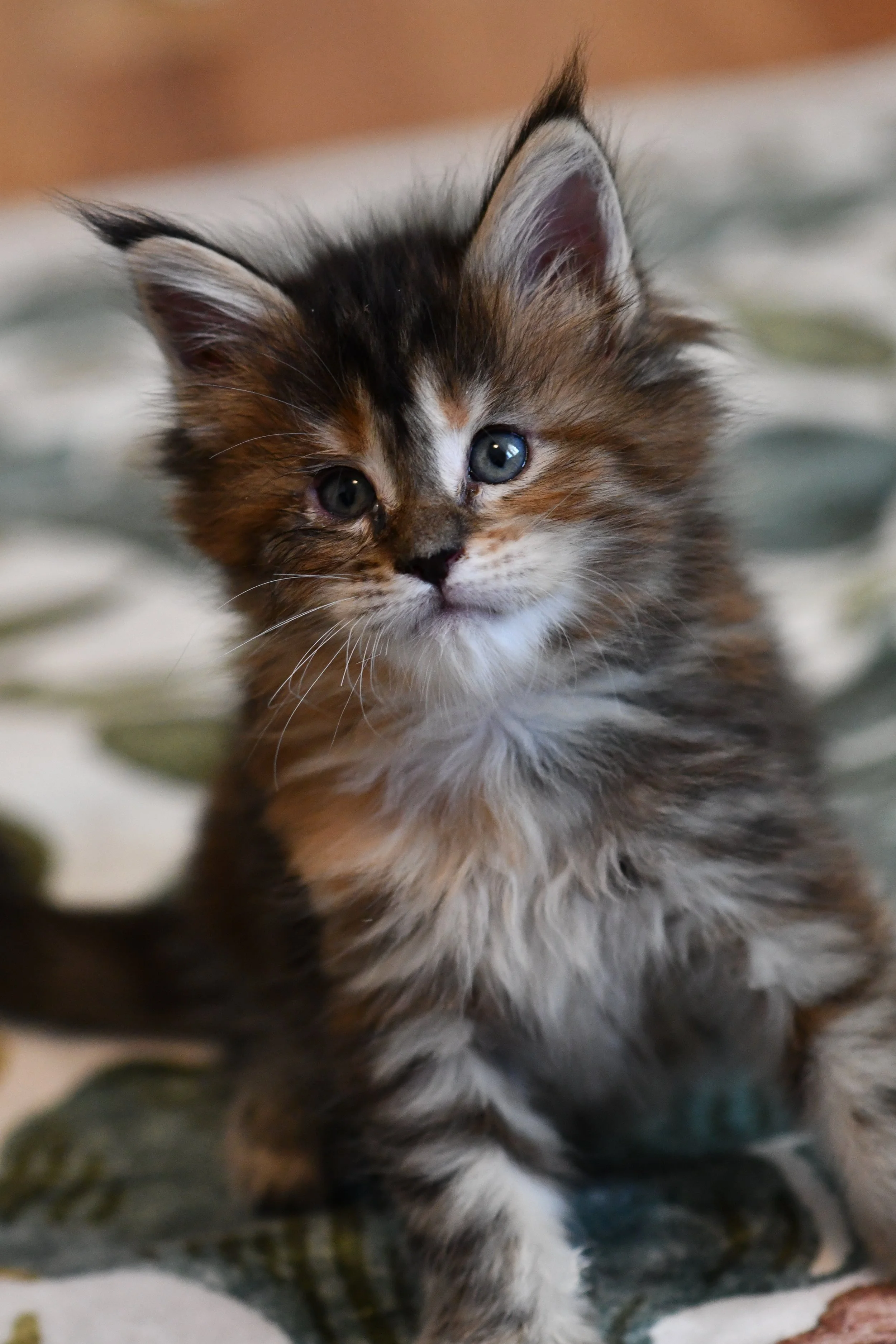 DSC_5373.JPG