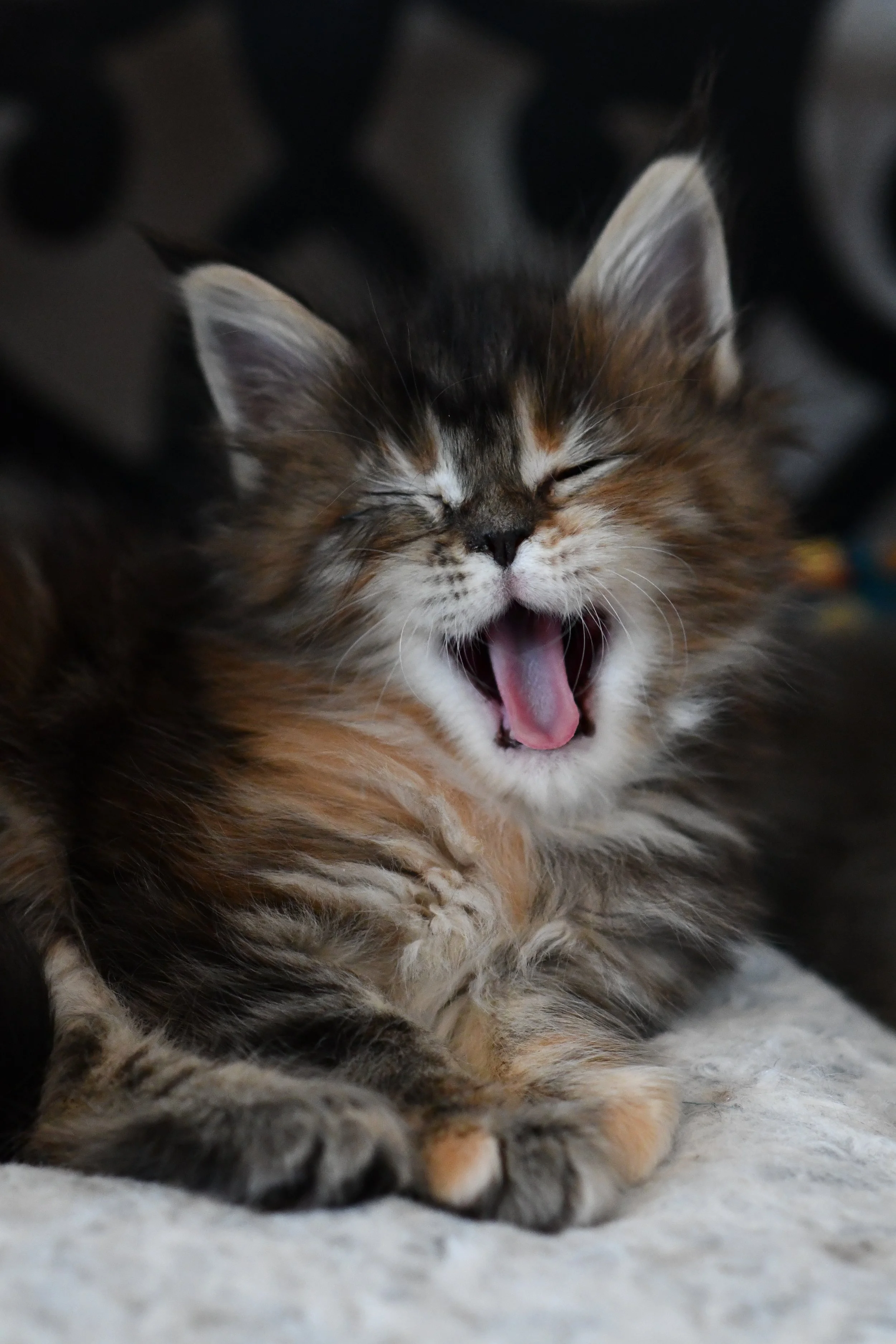 DSC_5291.JPG