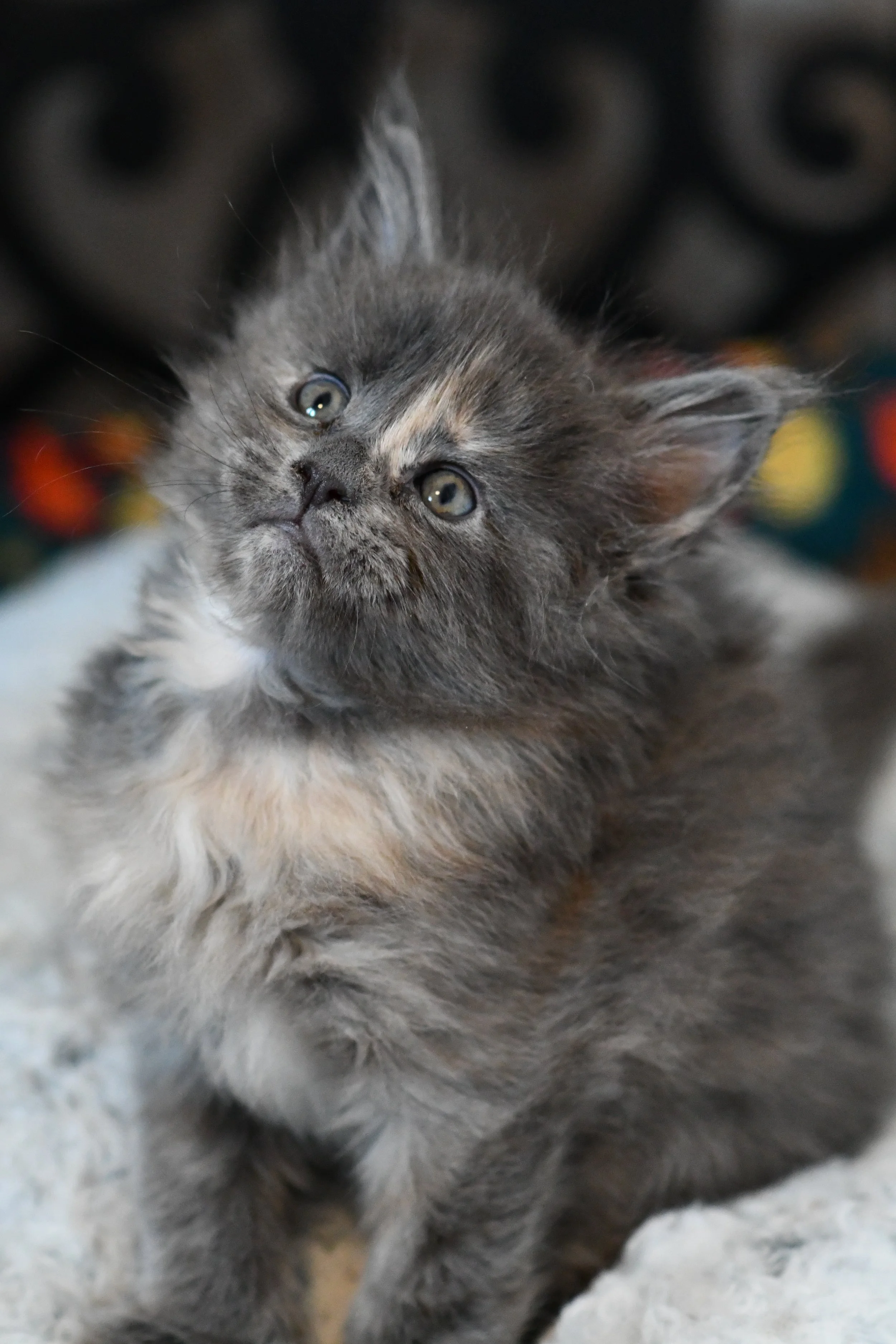 DSC_5310.JPG