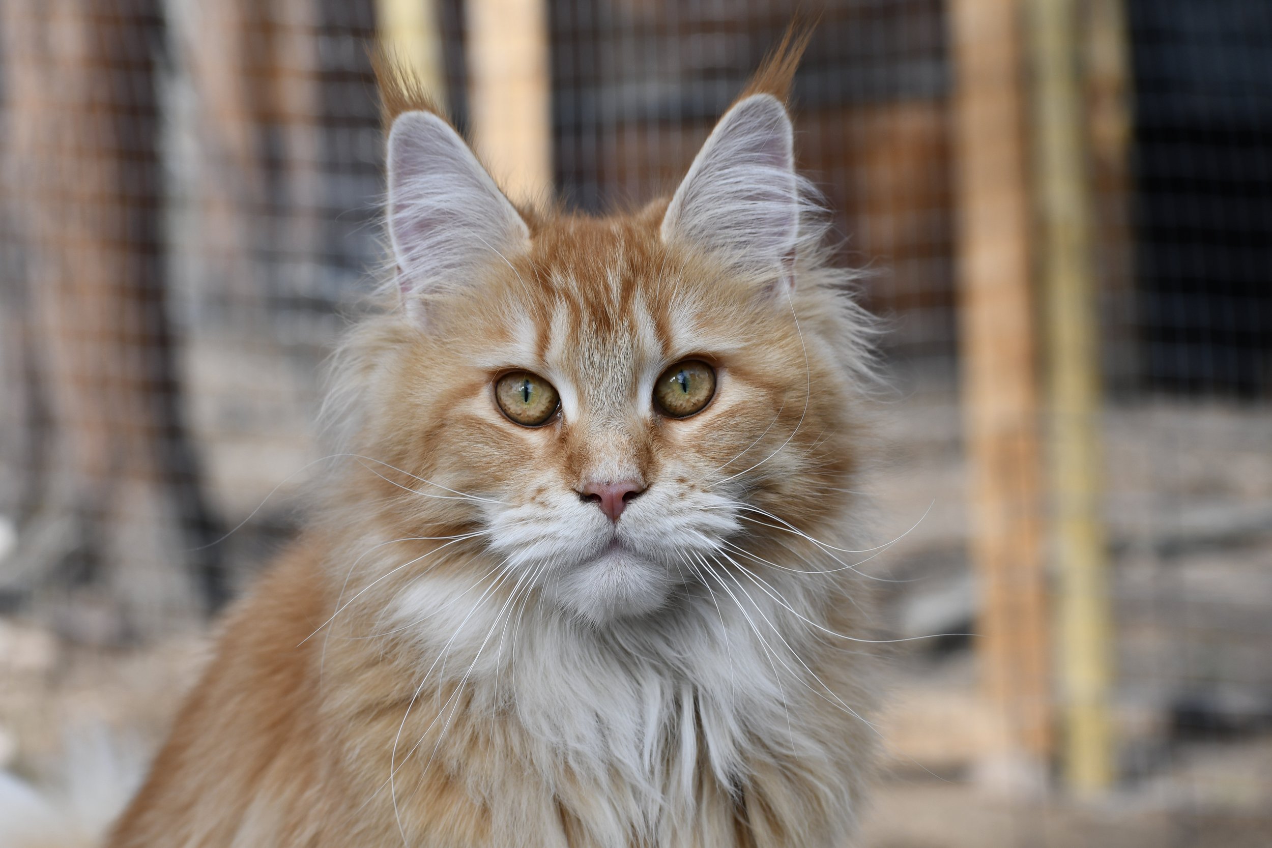 Close-up of an orange Maine Coon tabby cat with green eyes, on a blurred outdoor background.