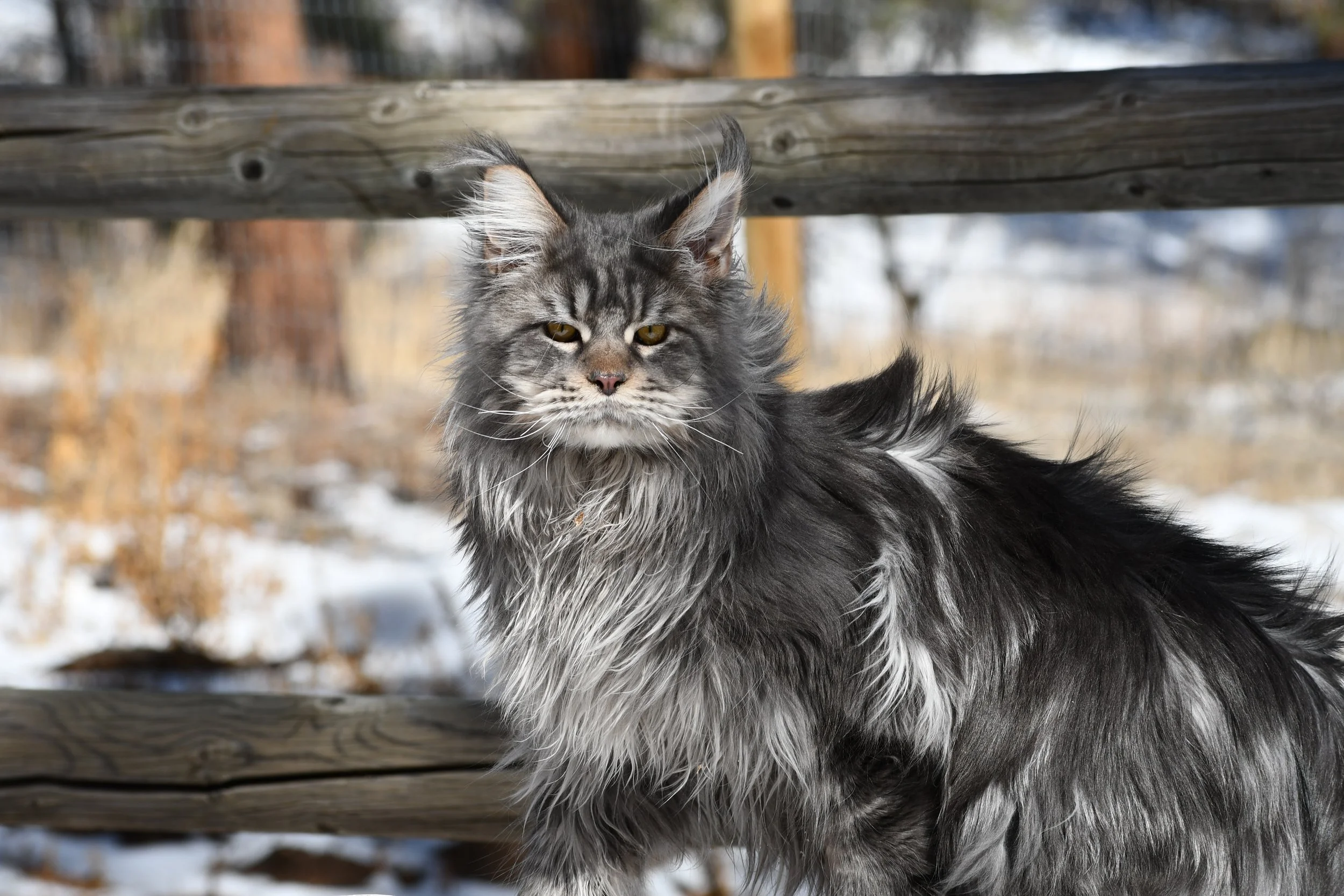 A long-haired gray tabby cat with yellow eyes, standing outdoors on a wooden surface with trees and snow in the background.