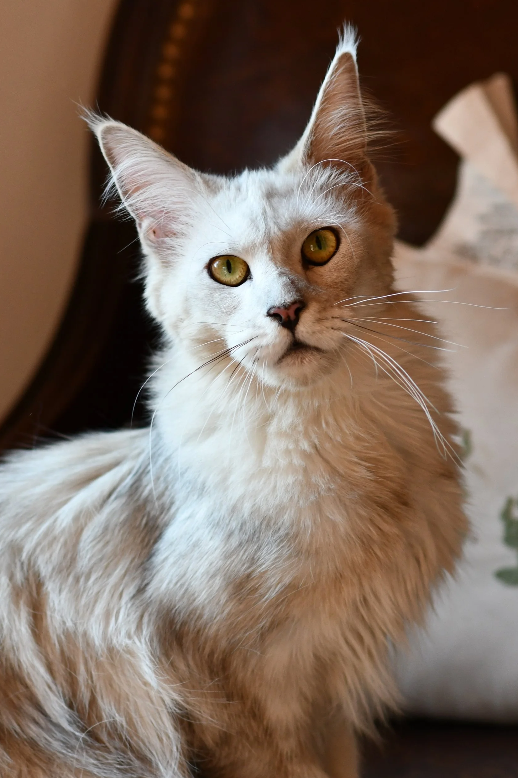 Close-up of a light-colored, long-haired Maine Coon cat with golden eyes looking at the camera.