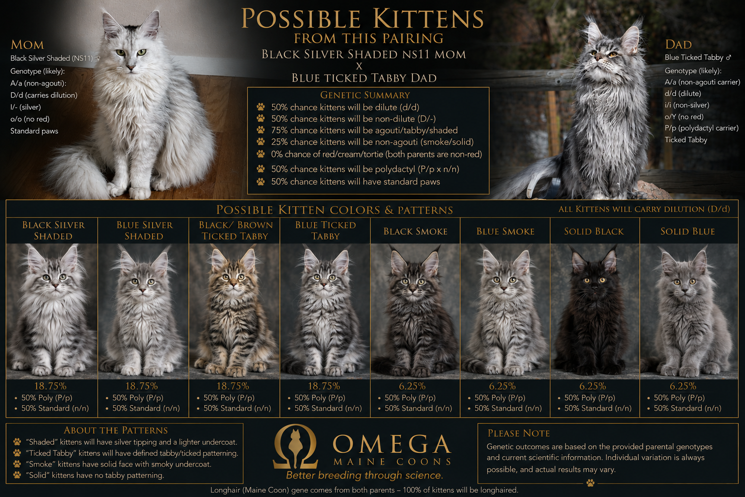 Diagram showing possible kittens from pairing a Black Silver Shaded Maine Coon mom with a Blue Ticked Tabby dad. Features images of the parent cats and various potential kitten colors and patterns, with genetic summaries and notes on patterns.
