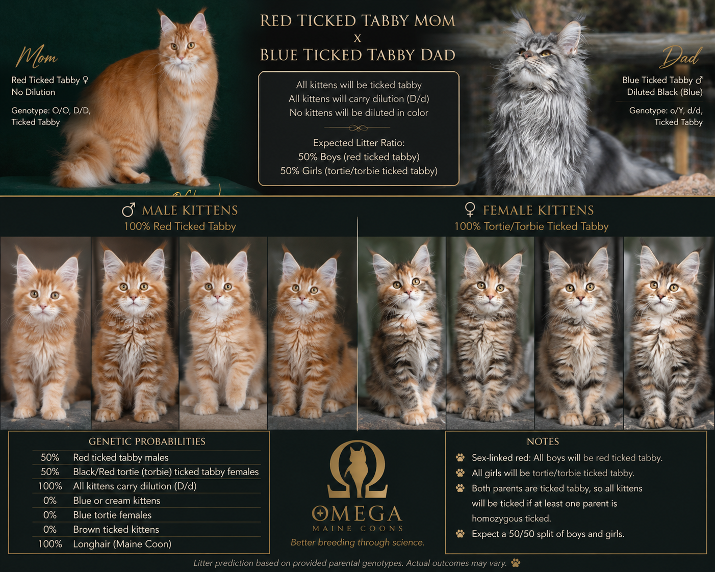 Genetic chart of Maine Coon kittens, showing the differences between red ticked tabby mom and blue ticked tabby dad. The chart details male and female kittens' markings, genotypes, and probabilities, with images of both parent cats and kittens.